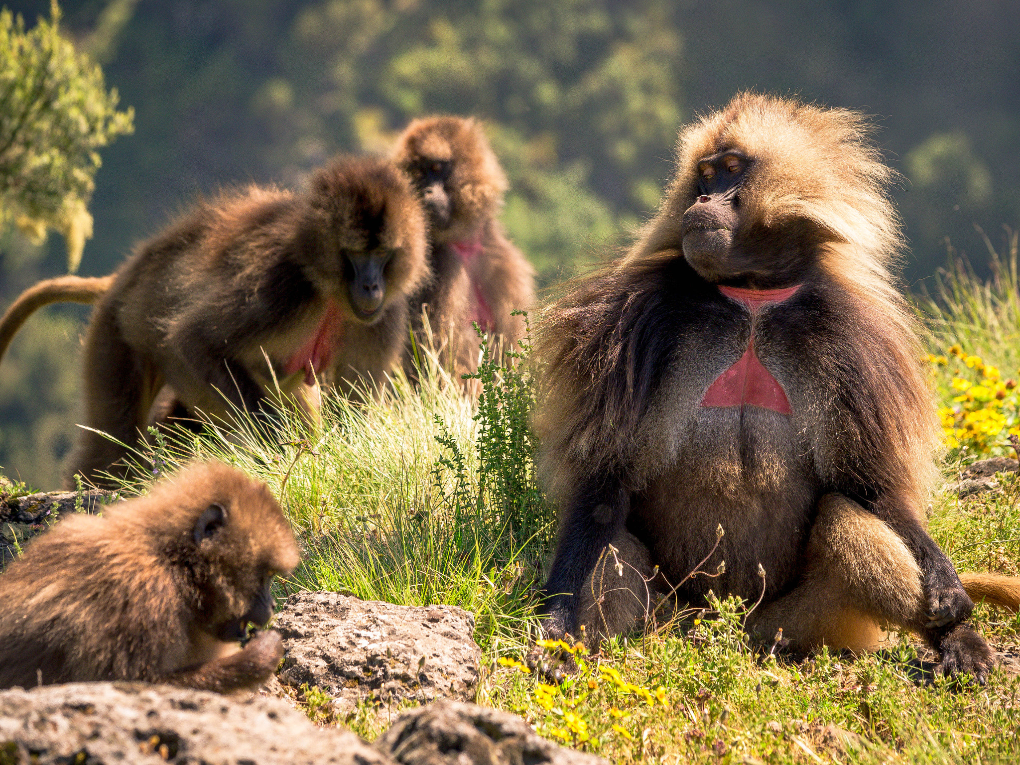 Olympus OM-D E-M1 sample photo. Gelada family photography