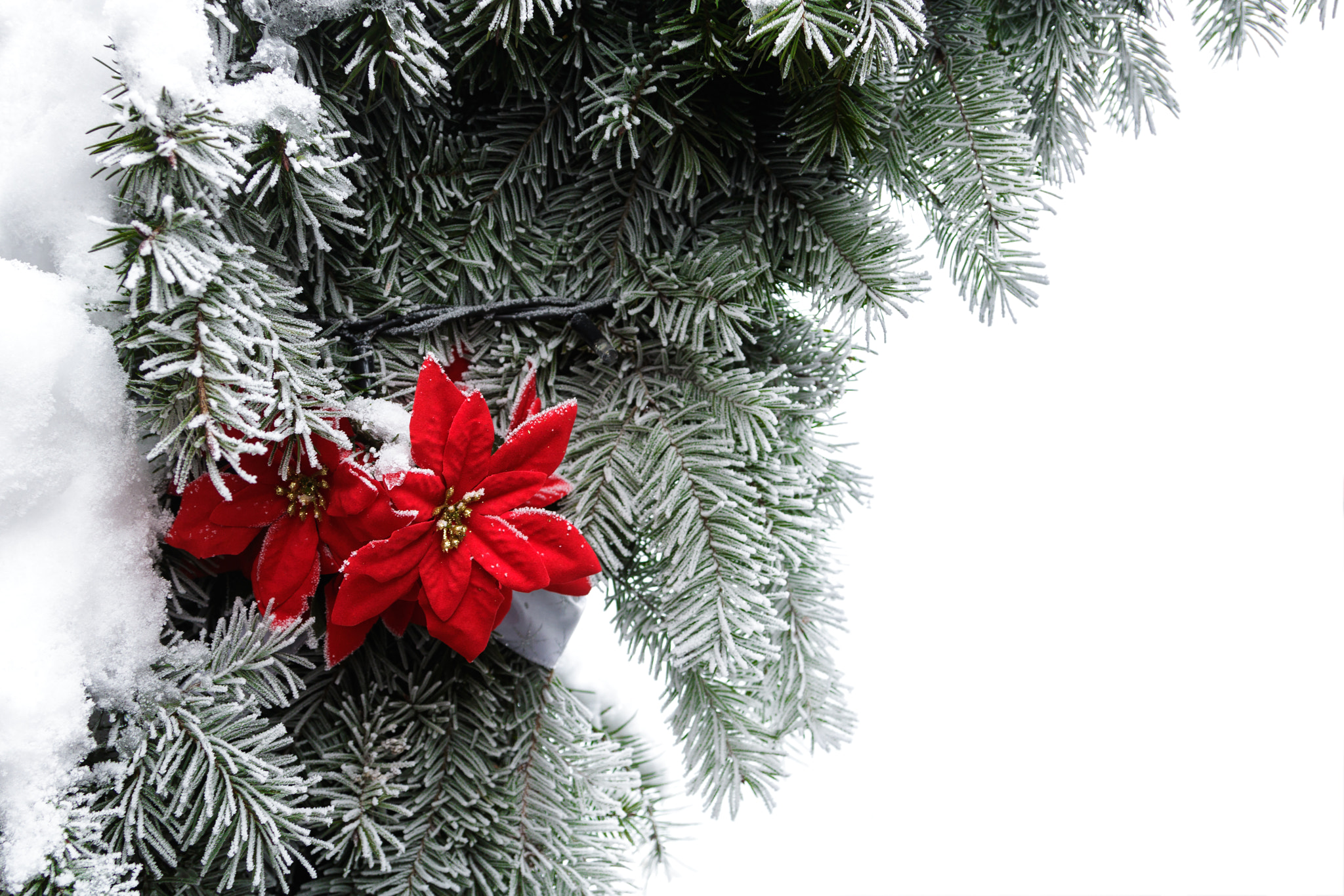 Canon EOS 760D (EOS Rebel T6s / EOS 8000D) + Canon EF 24-105mm F4L IS USM sample photo. Christmas decorations, red flower and frozen fir photography