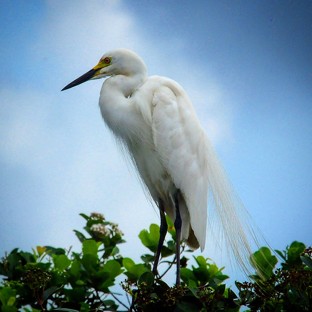 Nikon D300S sample photo. Always at the top and watchful! photography