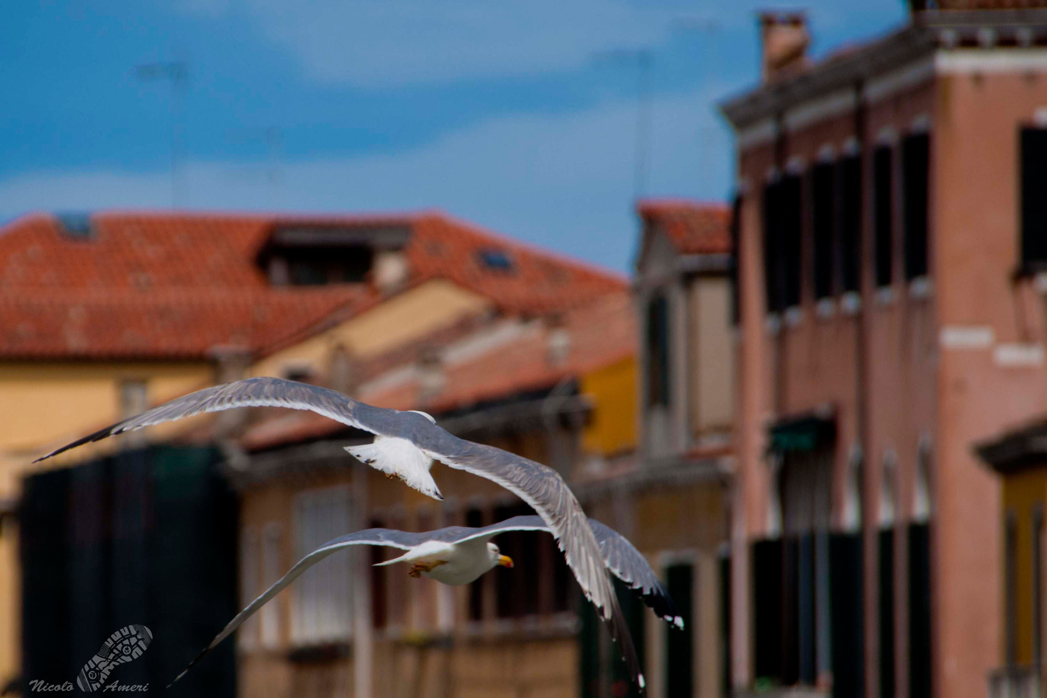 Nikon D90 + Sigma 18-250mm F3.5-6.3 DC OS HSM sample photo. Seagull venice photography