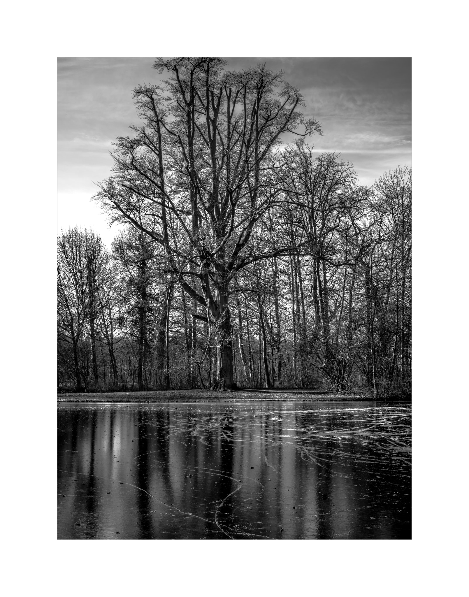 Leica S (TYP 006) sample photo. Tree and traces photography