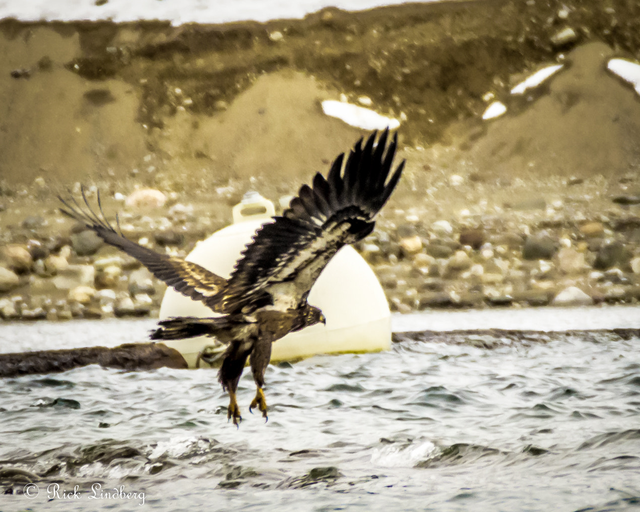 Pentax K-5 sample photo. Golden eagle lifting off photography