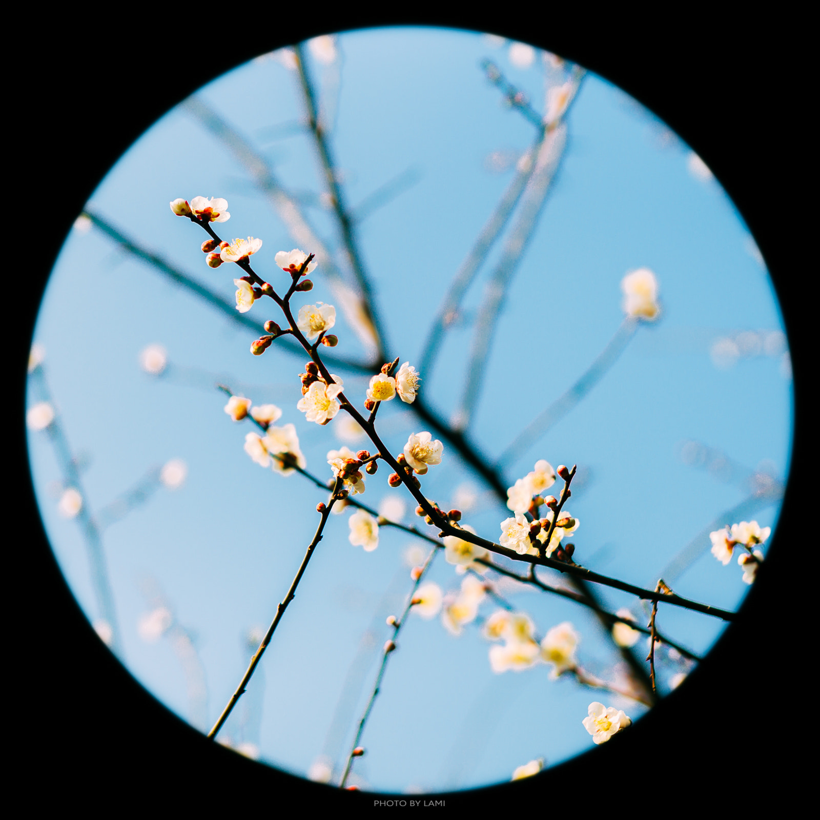 Leica Noctilux-M 50mm F0.95 ASPH sample photo. Plum blossom photography