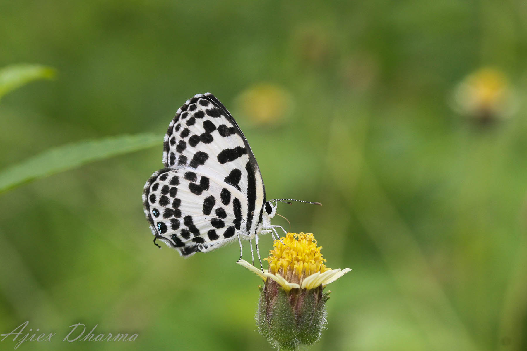 Canon EF-S 60mm F2.8 Macro USM sample photo. Black and white  photography