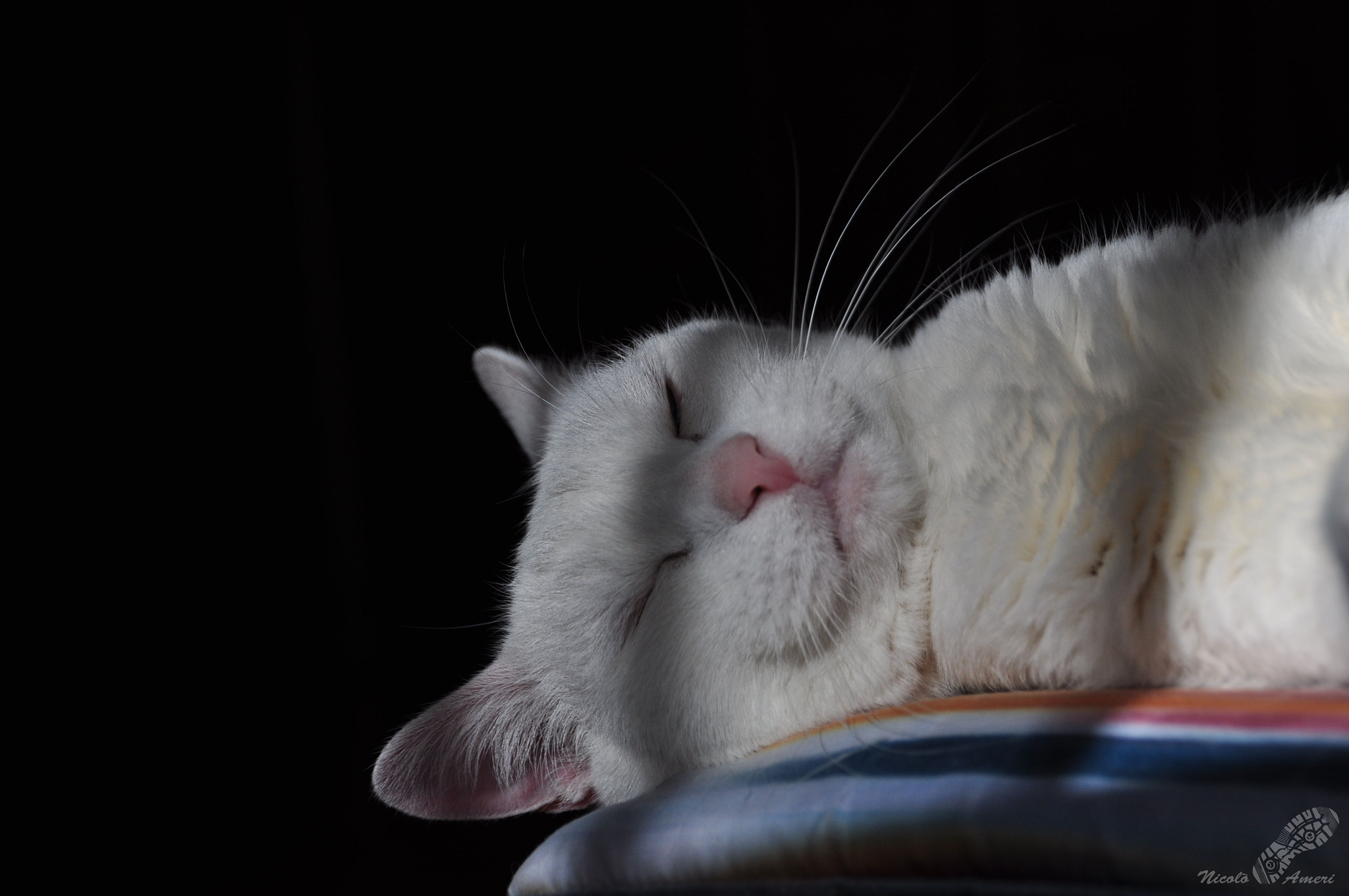 Sigma 18-250mm F3.5-6.3 DC OS HSM sample photo. Pimpa photography