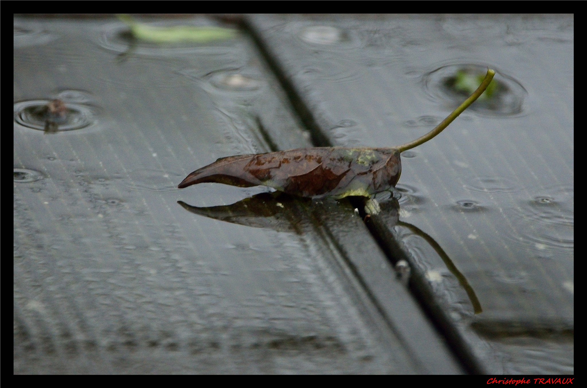 Sigma 150-600mm F5-6.3 DG OS HSM | C sample photo. Gf photography
