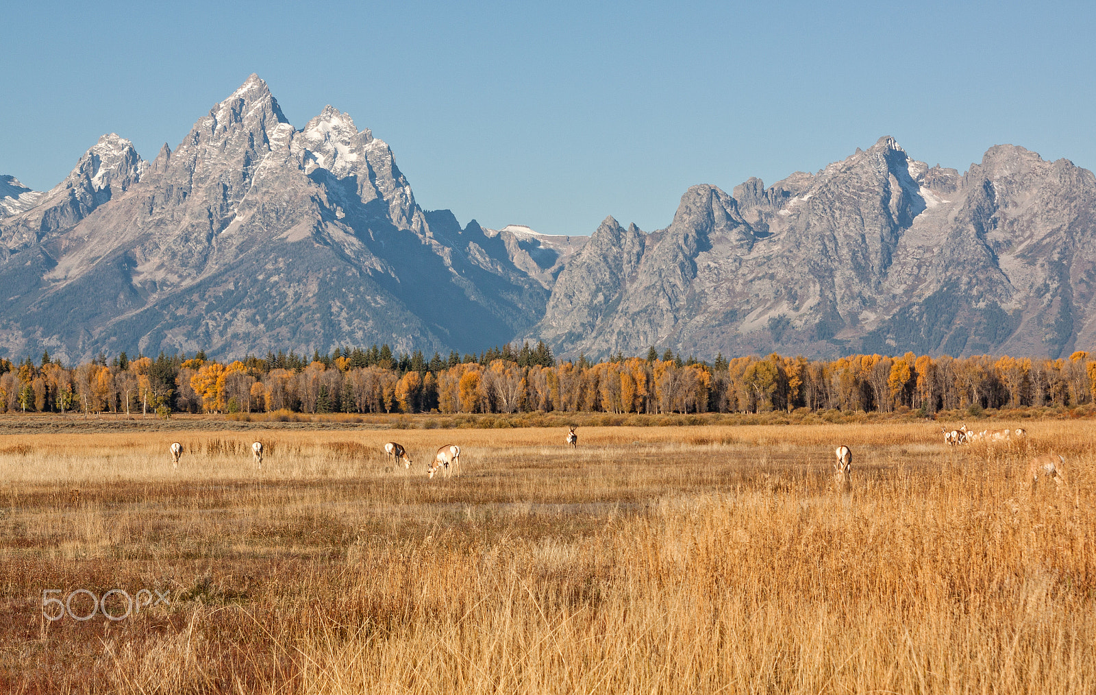 EF28-70mm f/2.8L USM sample photo. Pronghorn rut in the tetons photography