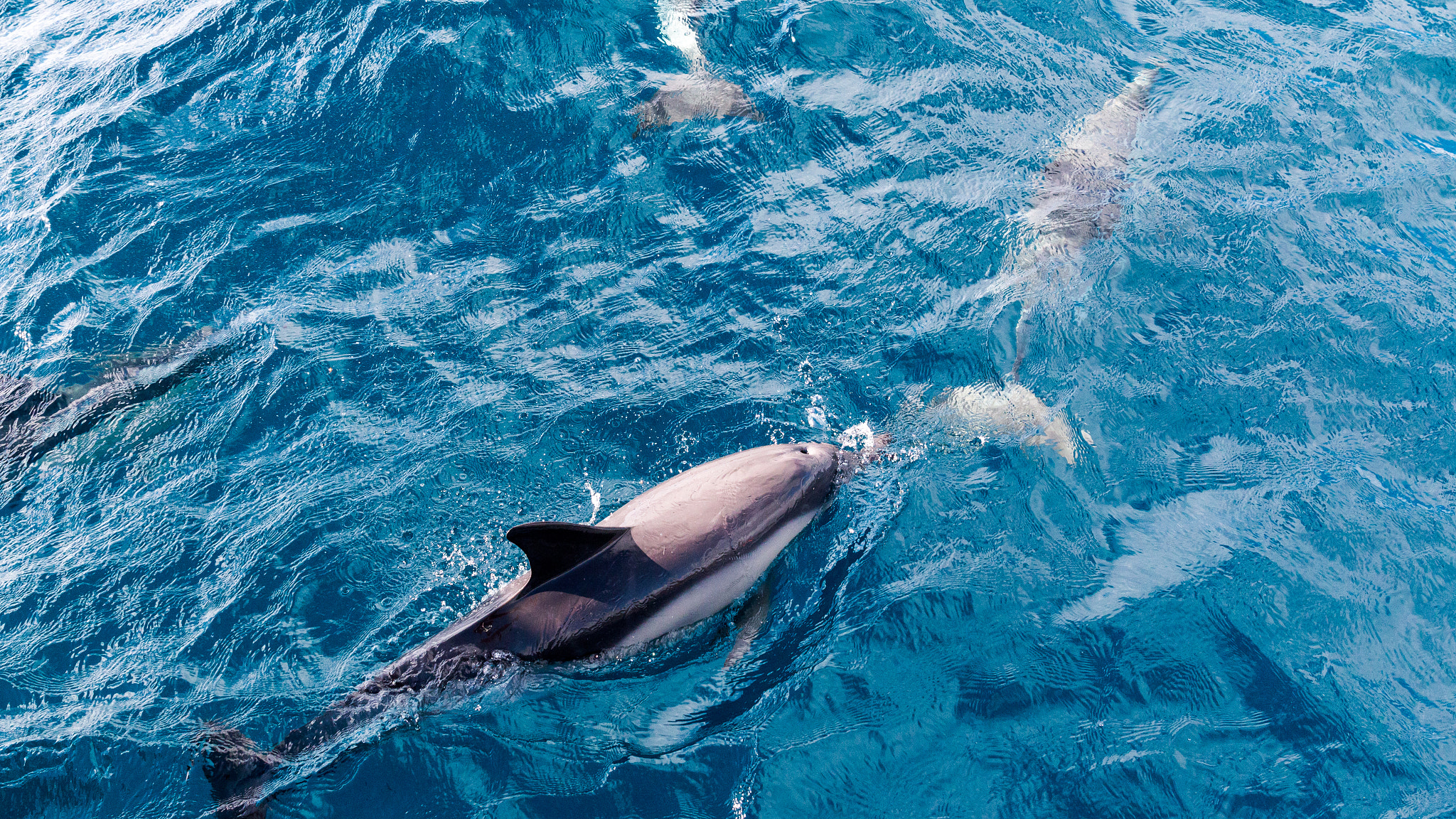 Canon EF 24-70mm F4L IS USM sample photo. Dolphines swimming in the ocean photography