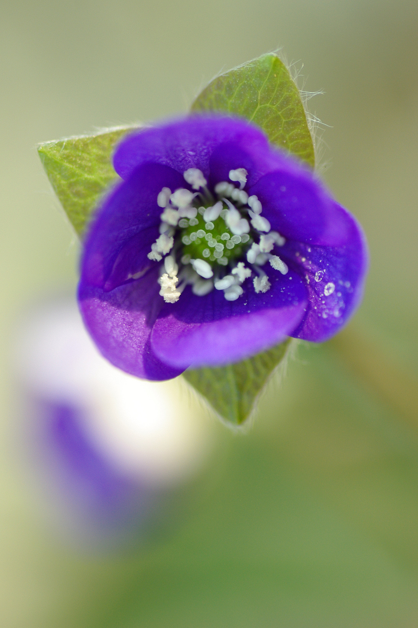 Pentax K200D + Tamron SP AF 90mm F2.8 Di Macro sample photo. Hepatica photography