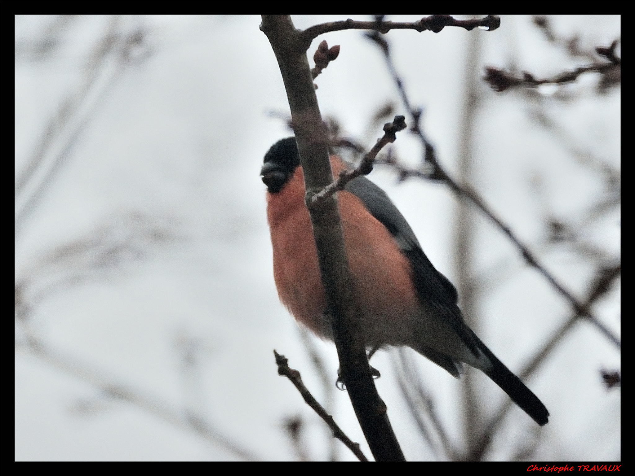 Sigma 150-600mm F5-6.3 DG OS HSM | C sample photo. Gf photography