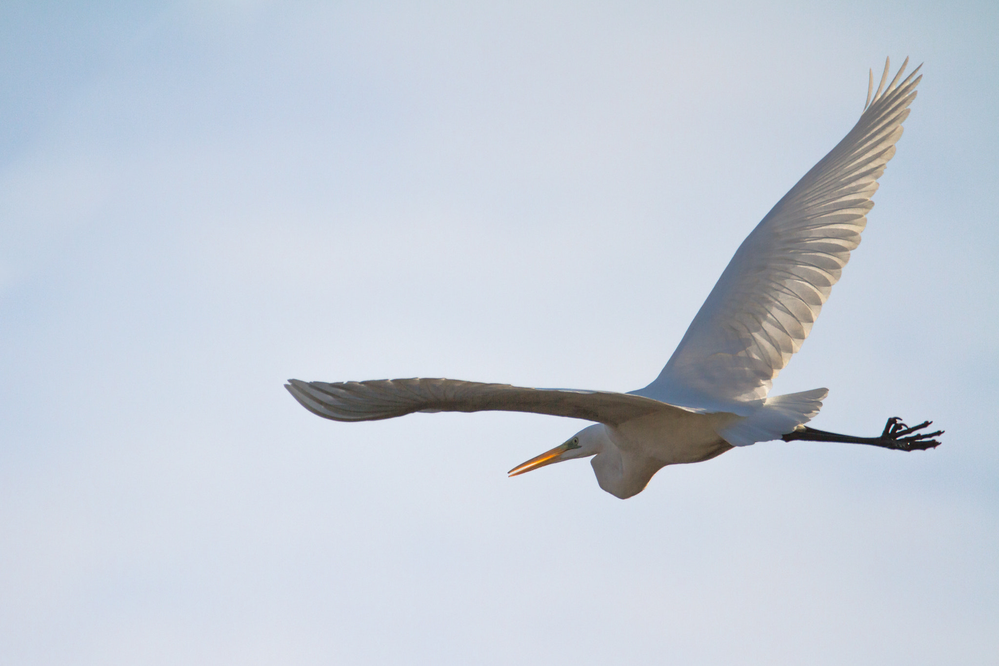 150-600mm F5-6.3 DG OS HSM | Contemporary 015 sample photo. Like a phoenix photography