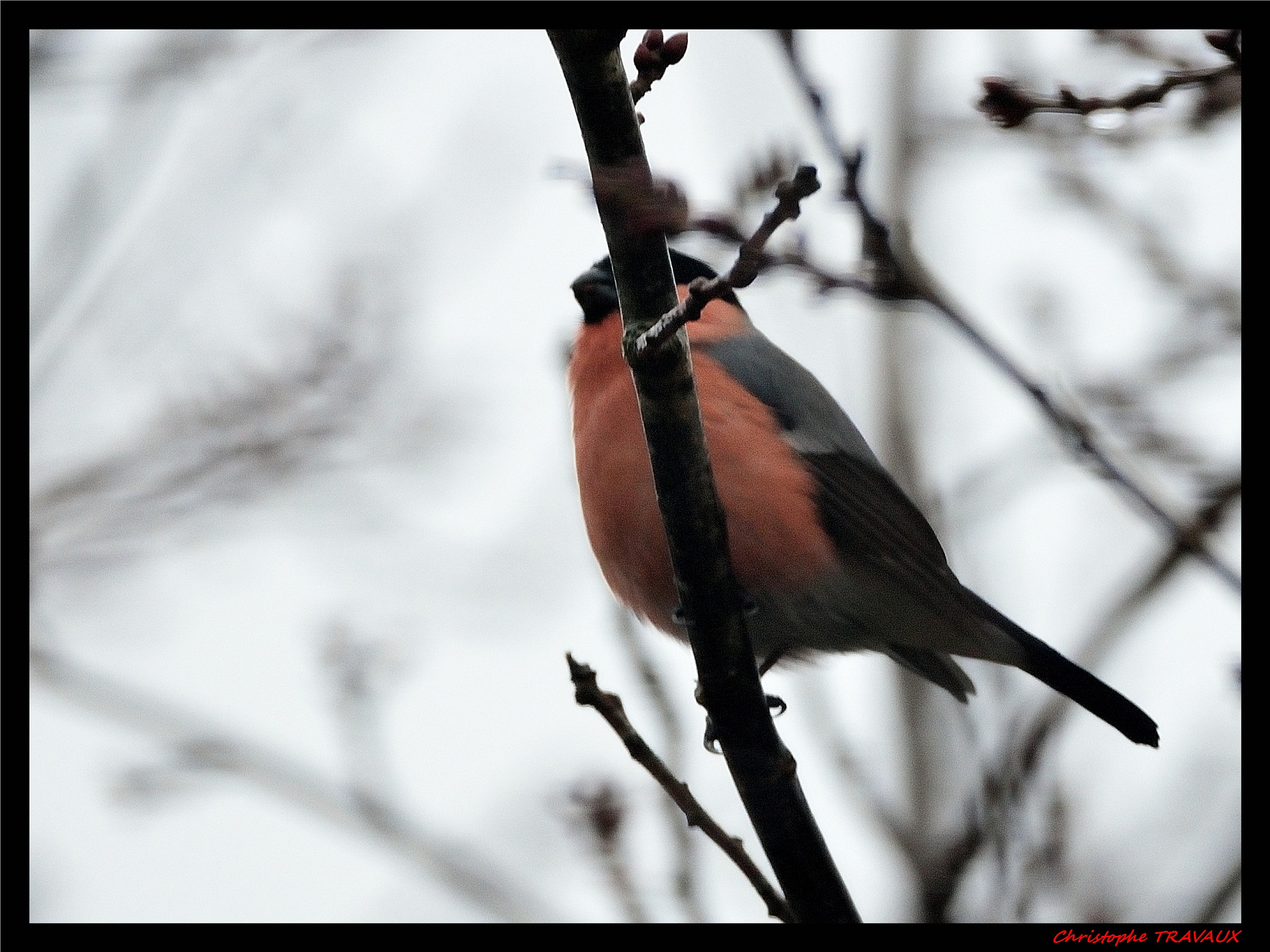 Sigma 150-600mm F5-6.3 DG OS HSM | C sample photo. Gf photography