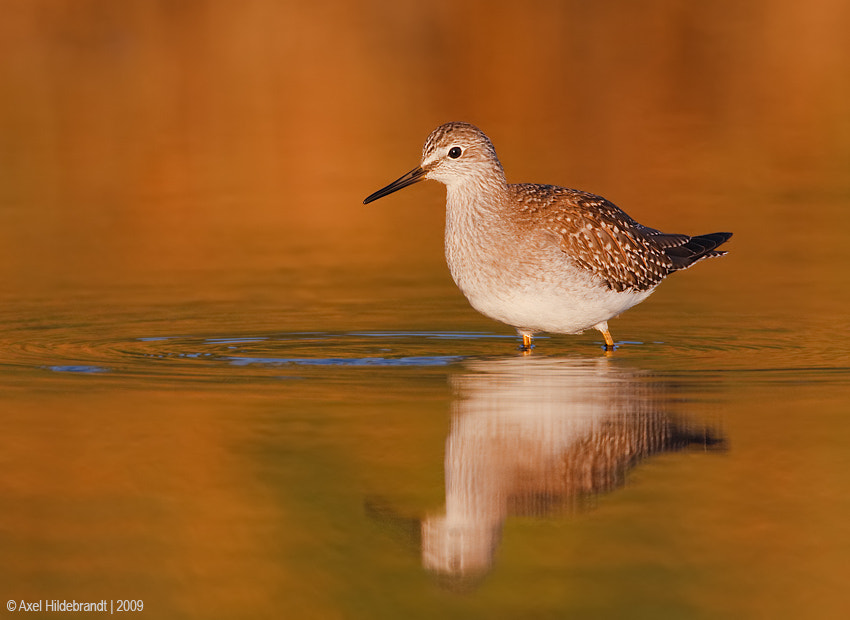 Canon EOS-1D Mark III + Canon EF 500mm F4L IS USM sample photo. Lesser yellowlegs at sunrise photography
