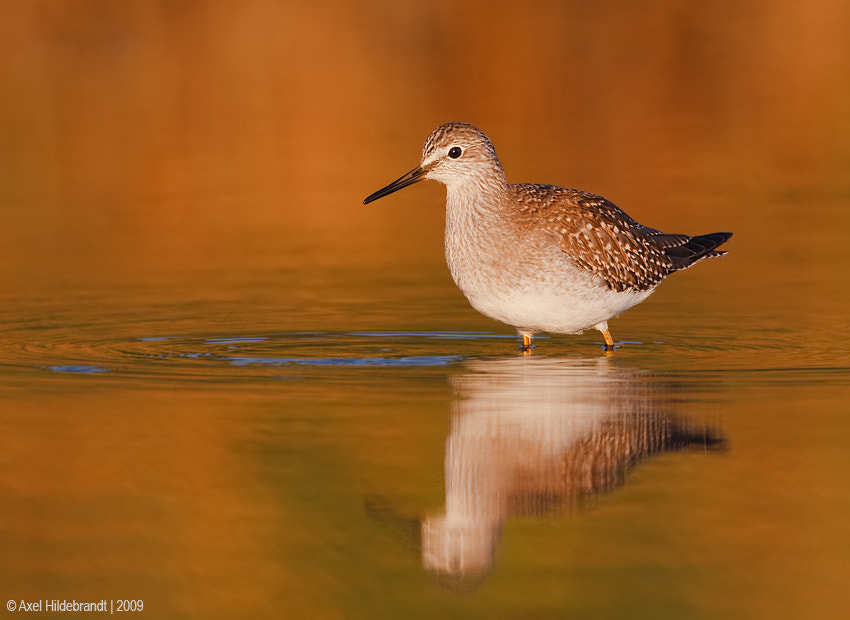 Canon EF 500mm F4L IS USM sample photo. Lesser yellowlegs at sunrise photography