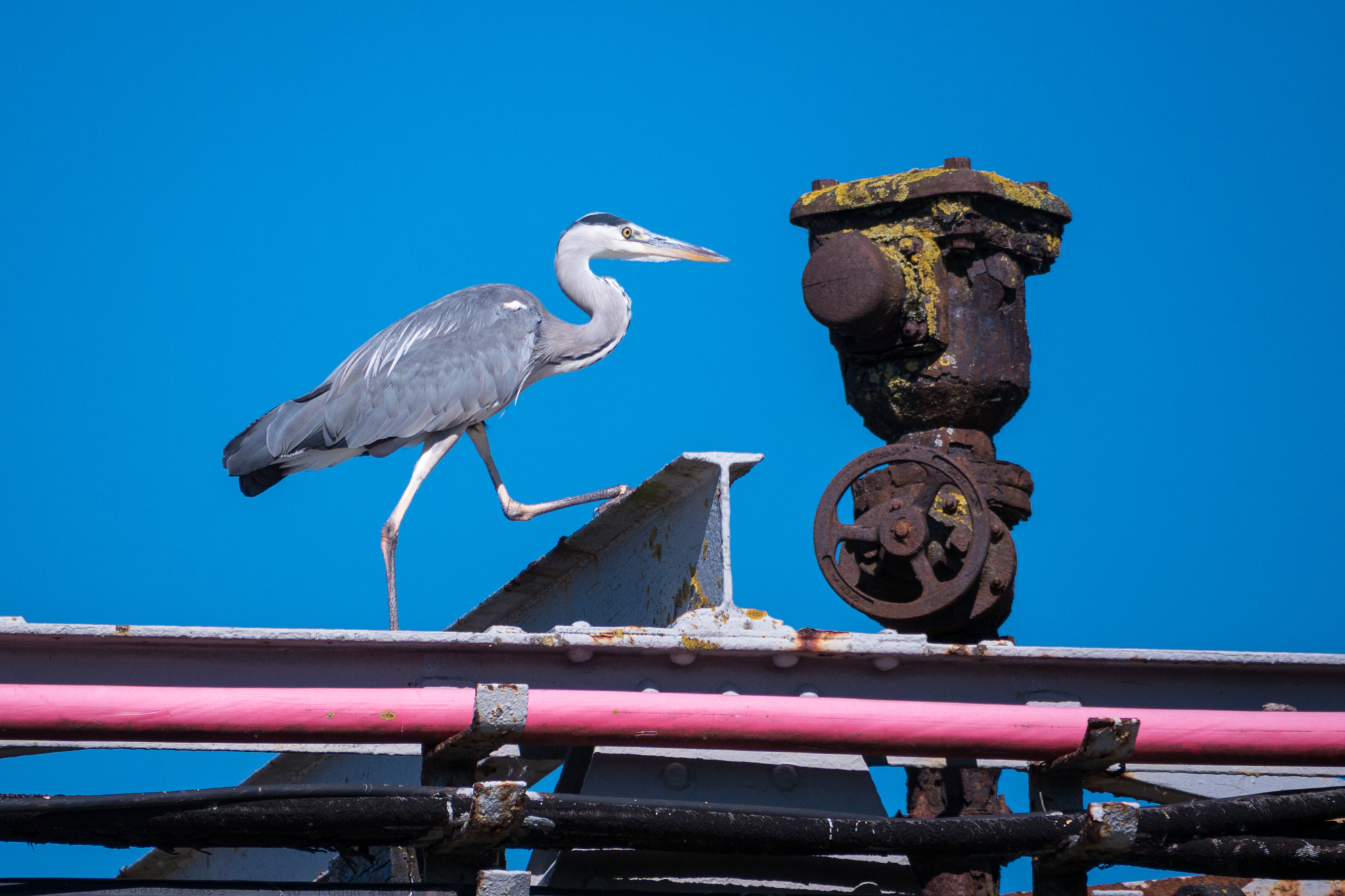 Panasonic Lumix G Vario 45-200mm F4-5.6 OIS sample photo. Indurstial heron photography