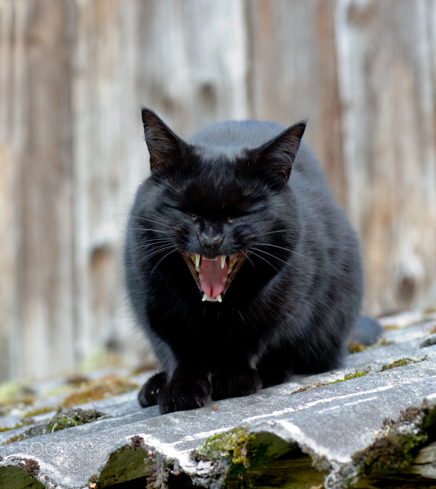 Tamron SP AF 90mm F2.8 Di Macro sample photo. Meow photography