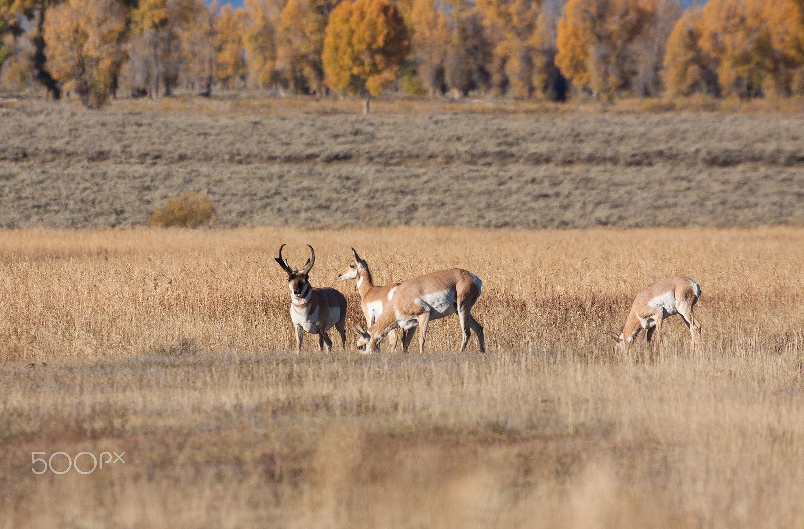 Canon EF 100-400mm F4.5-5.6L IS USM sample photo. Pronghorns rutting in fall photography