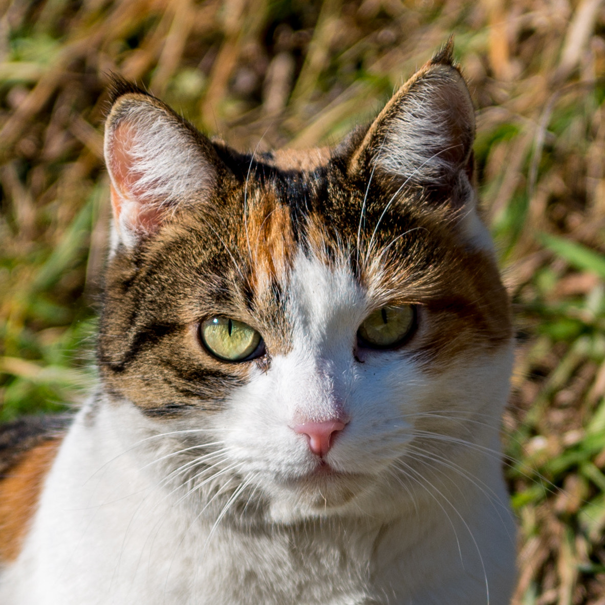 Nikon AF-S Nikkor 24-70mm F2.8E ED VR sample photo. Farmers cat photography