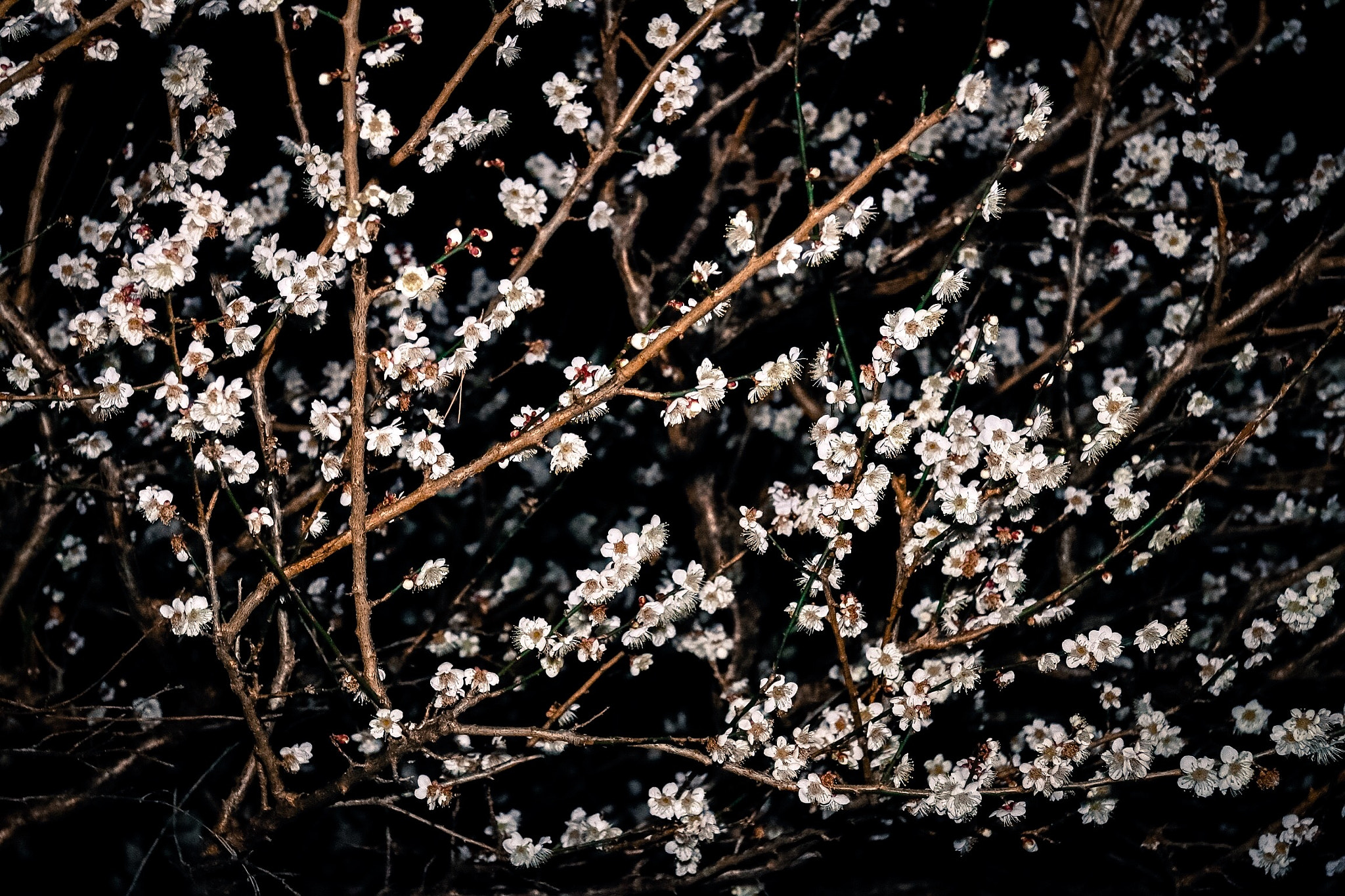 Canon EF-S 17-85mm F4-5.6 IS USM sample photo