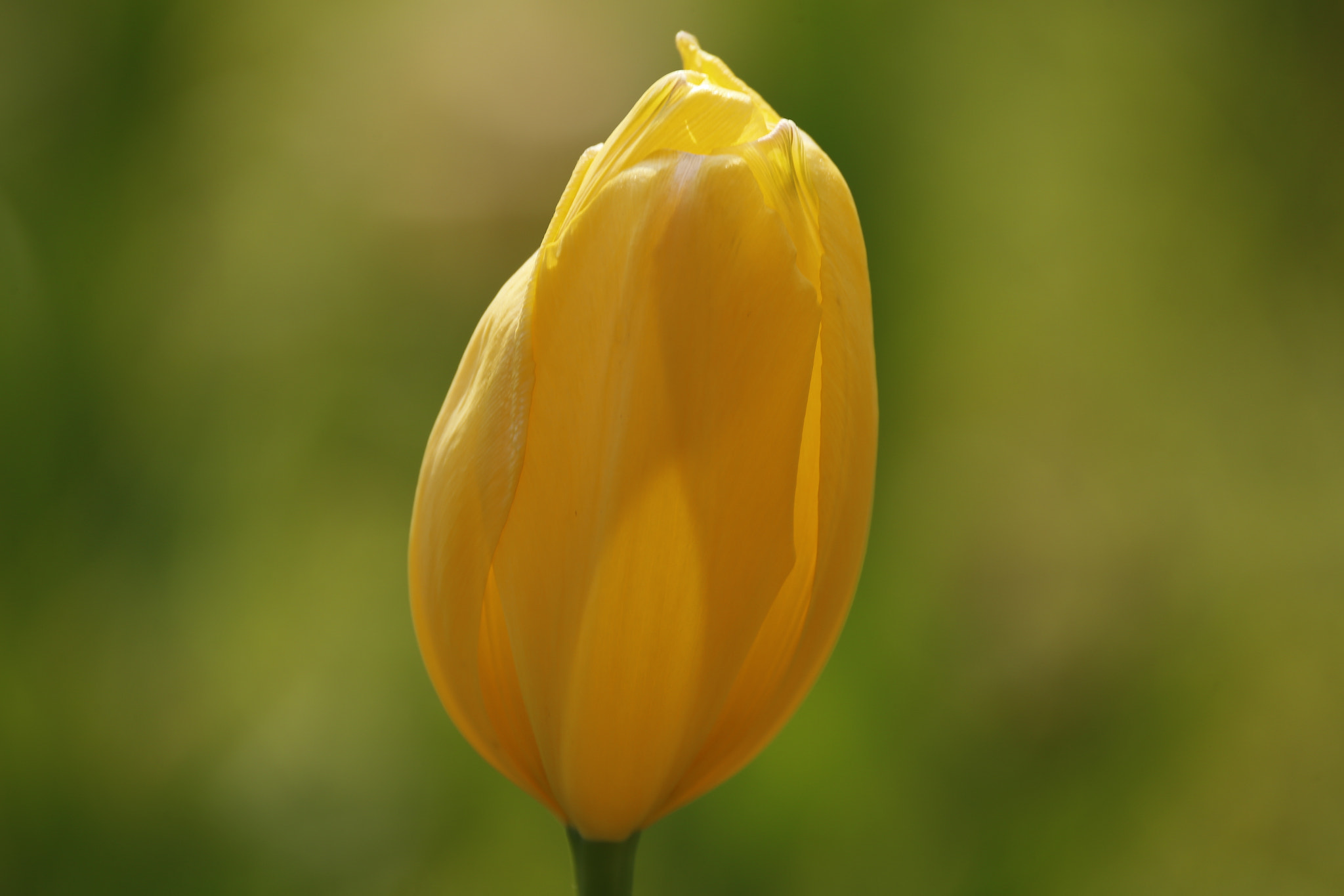 Sigma 150-600mm F5-6.3 DG OS HSM | C sample photo