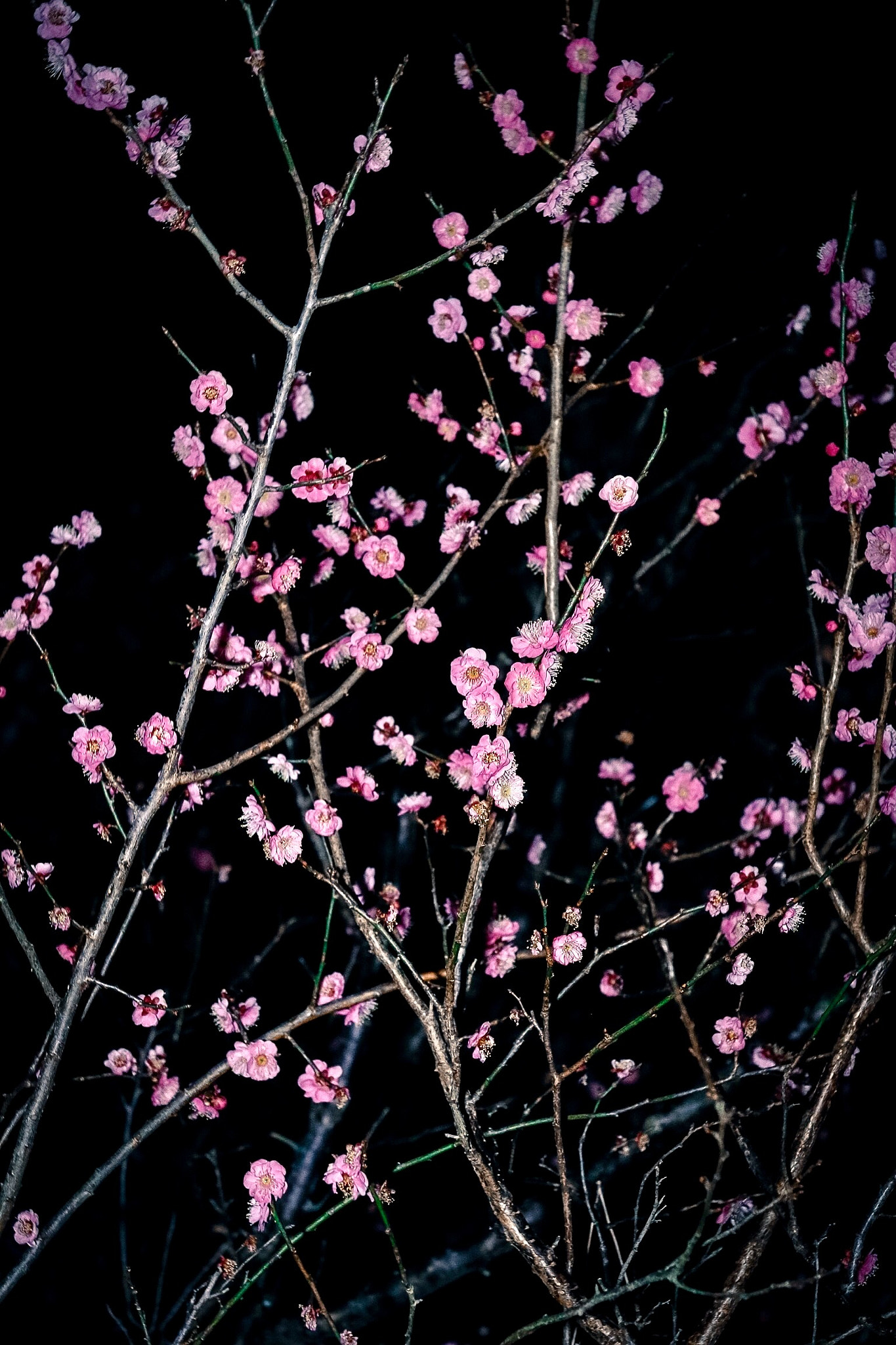 Canon EF-S 17-85mm F4-5.6 IS USM sample photo