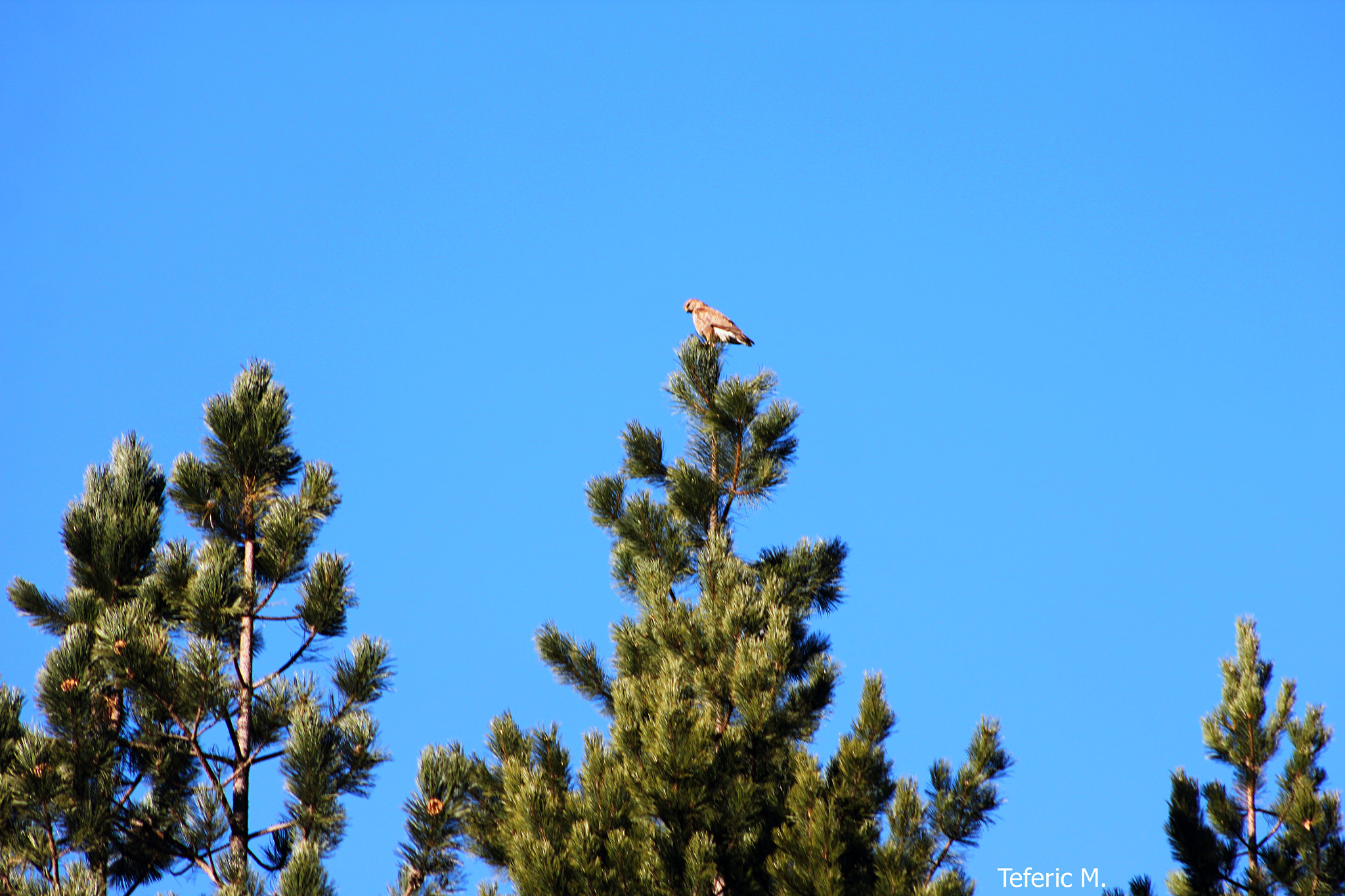 Canon EOS 500D (EOS Rebel T1i / EOS Kiss X3) + EF75-300mm f/4-5.6 sample photo. Sar- mountain photography