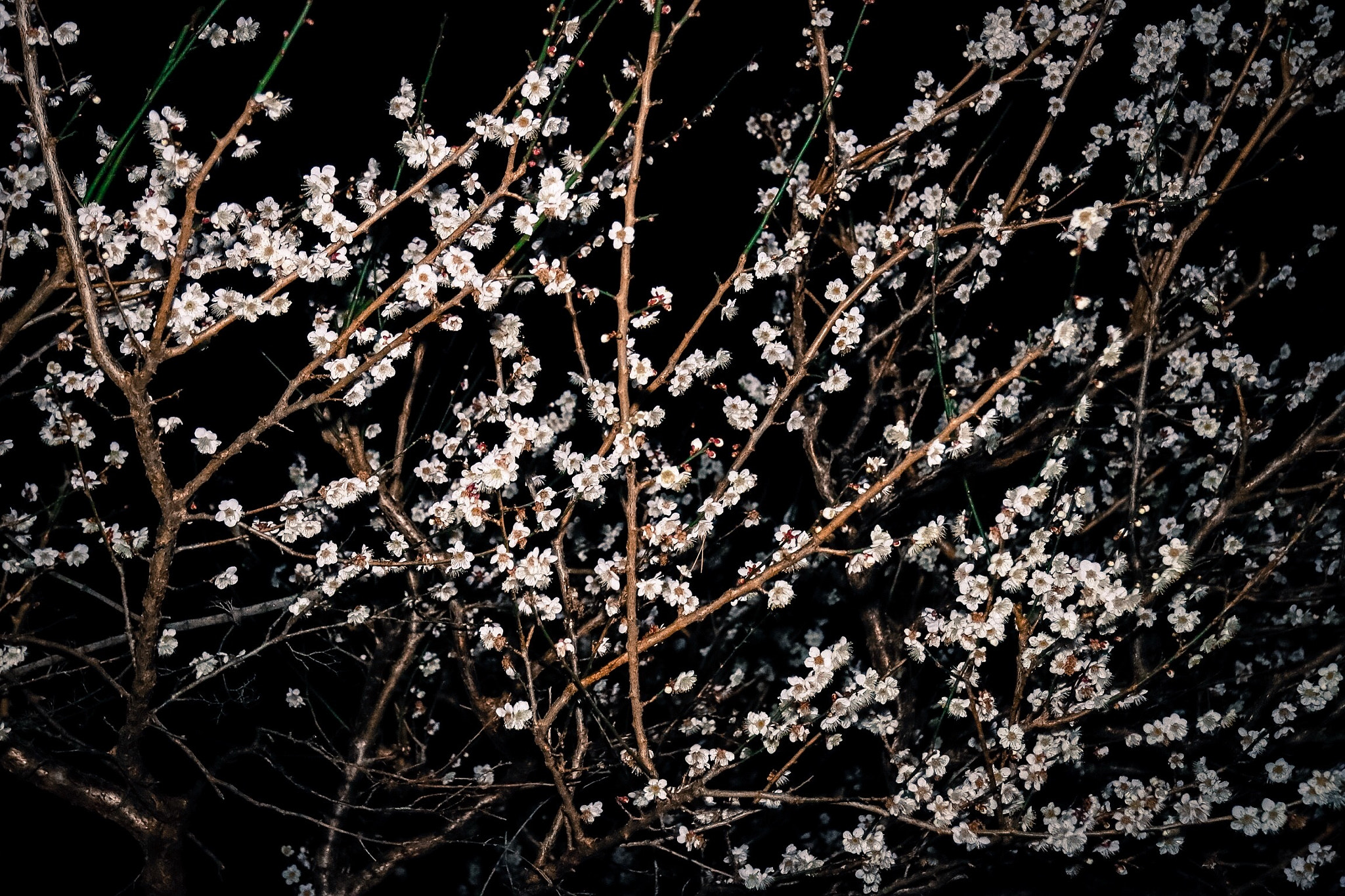 Canon EF-S 17-85mm F4-5.6 IS USM sample photo