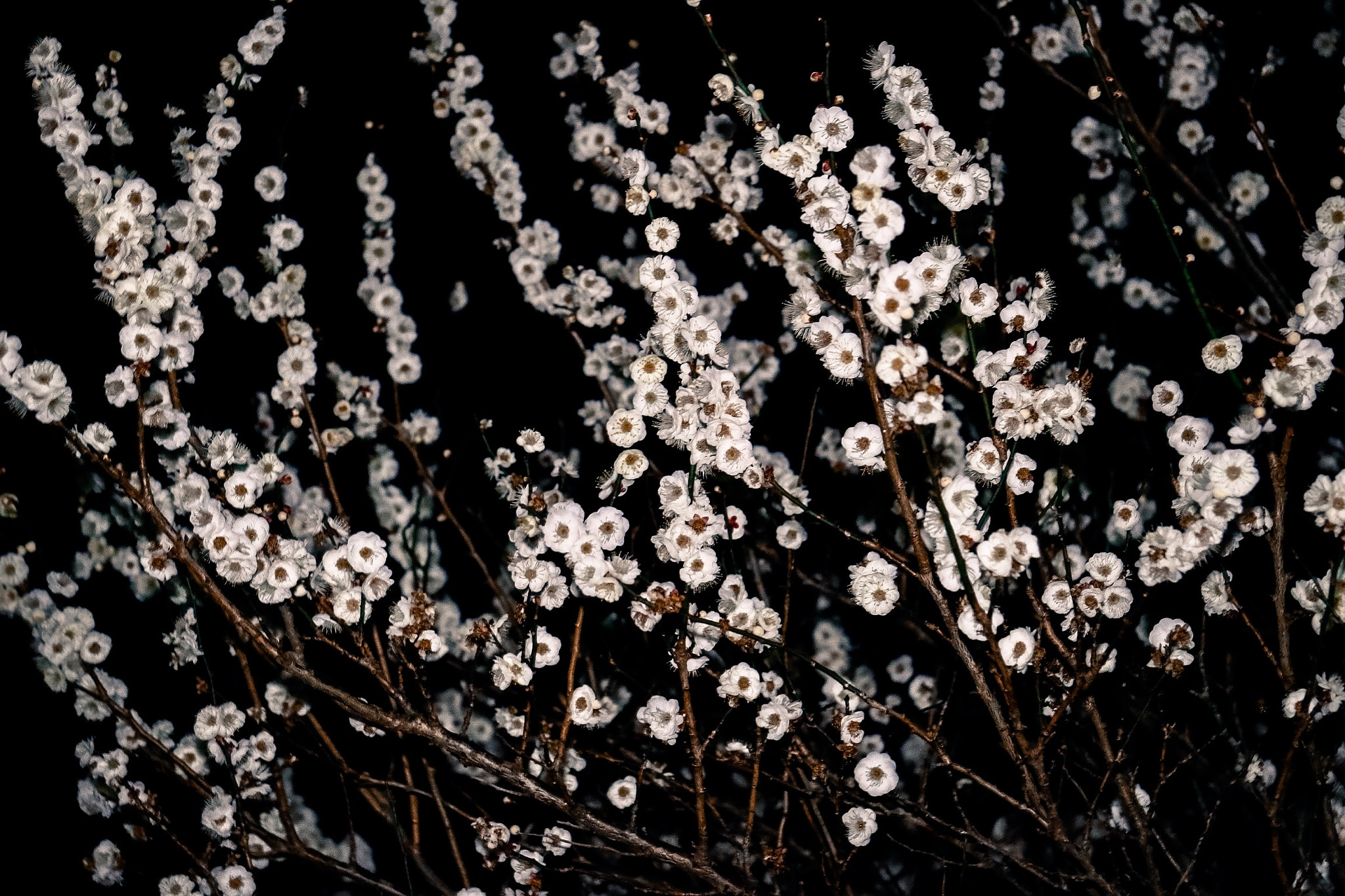 Canon EF-S 17-85mm F4-5.6 IS USM sample photo