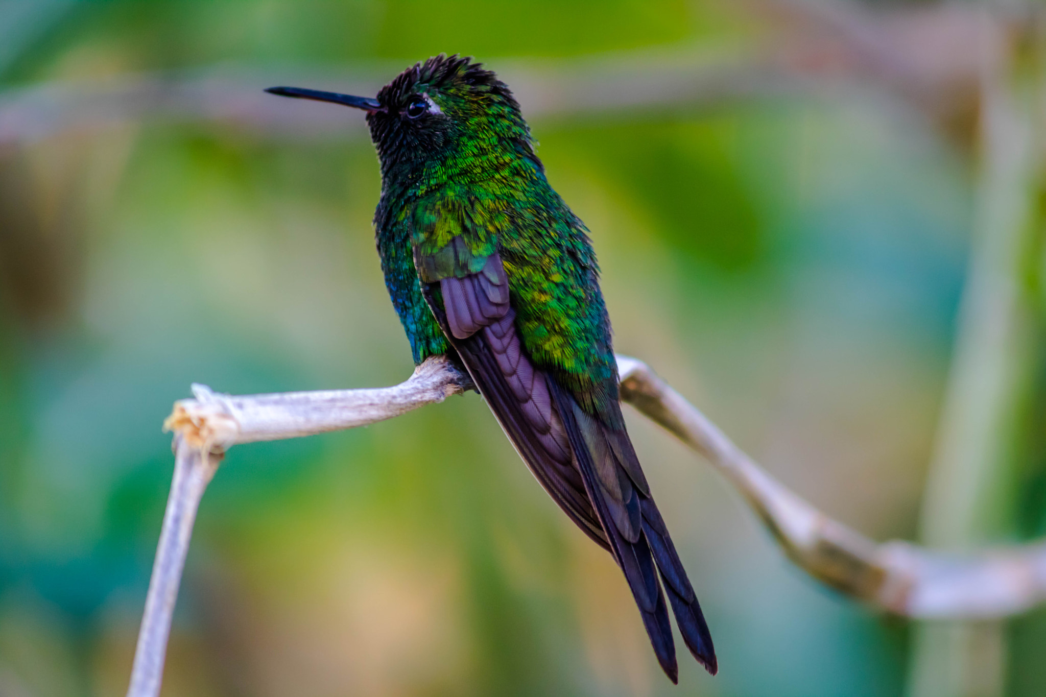 Canon EF-S 55-250mm F4-5.6 IS sample photo. Colibri cuba photography