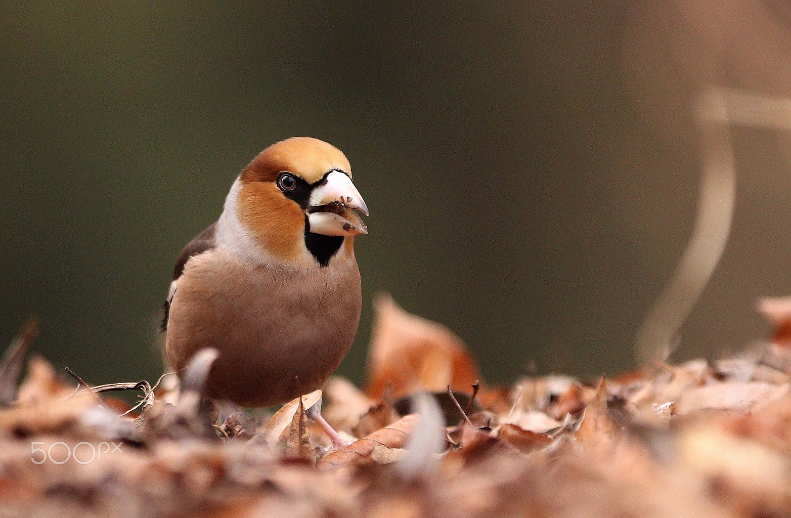 Canon EF 300mm F2.8L IS USM sample photo. Hawfinch photography