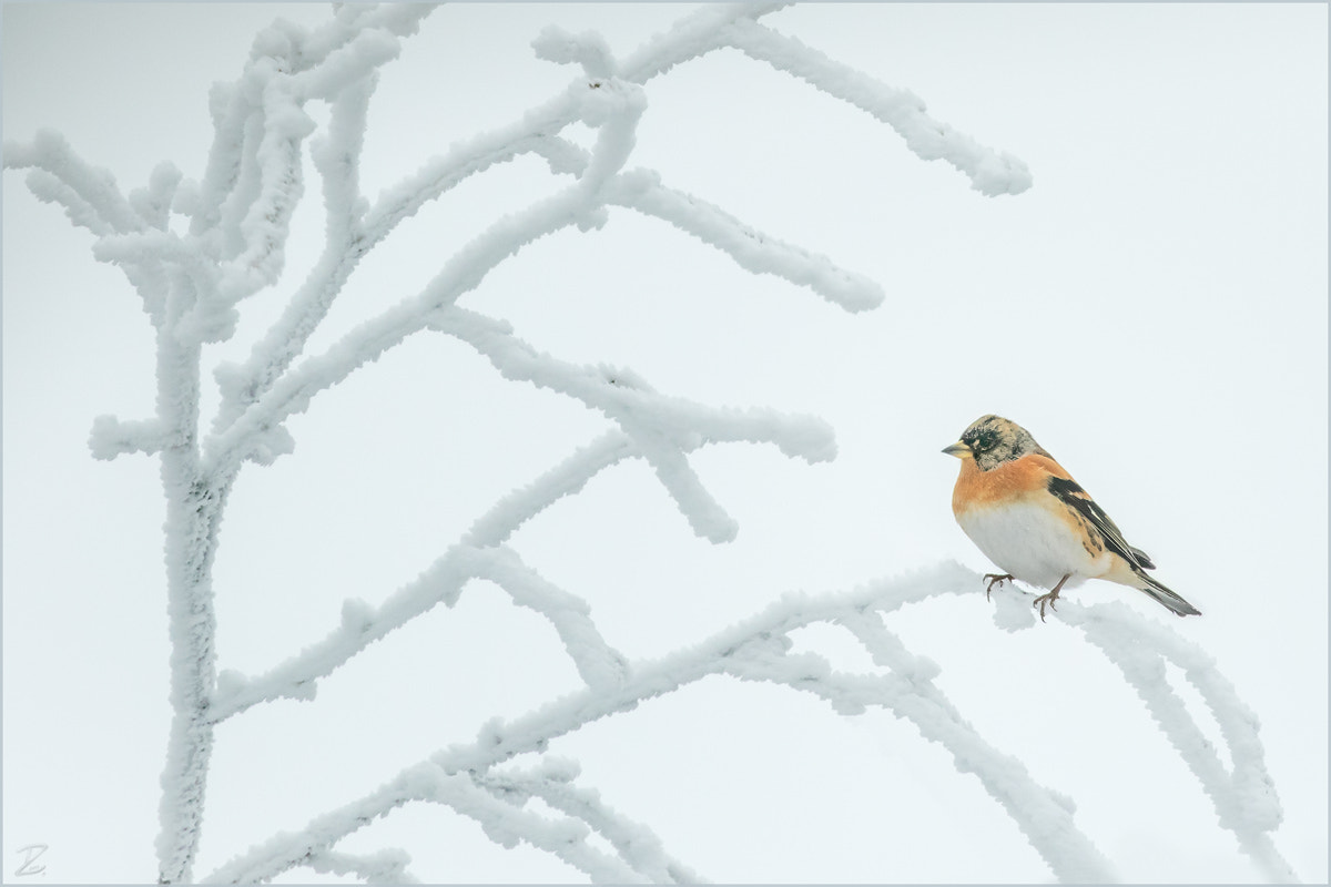 Canon EF 400mm F4 DO IS II USM sample photo. Bergfink - brambling photography