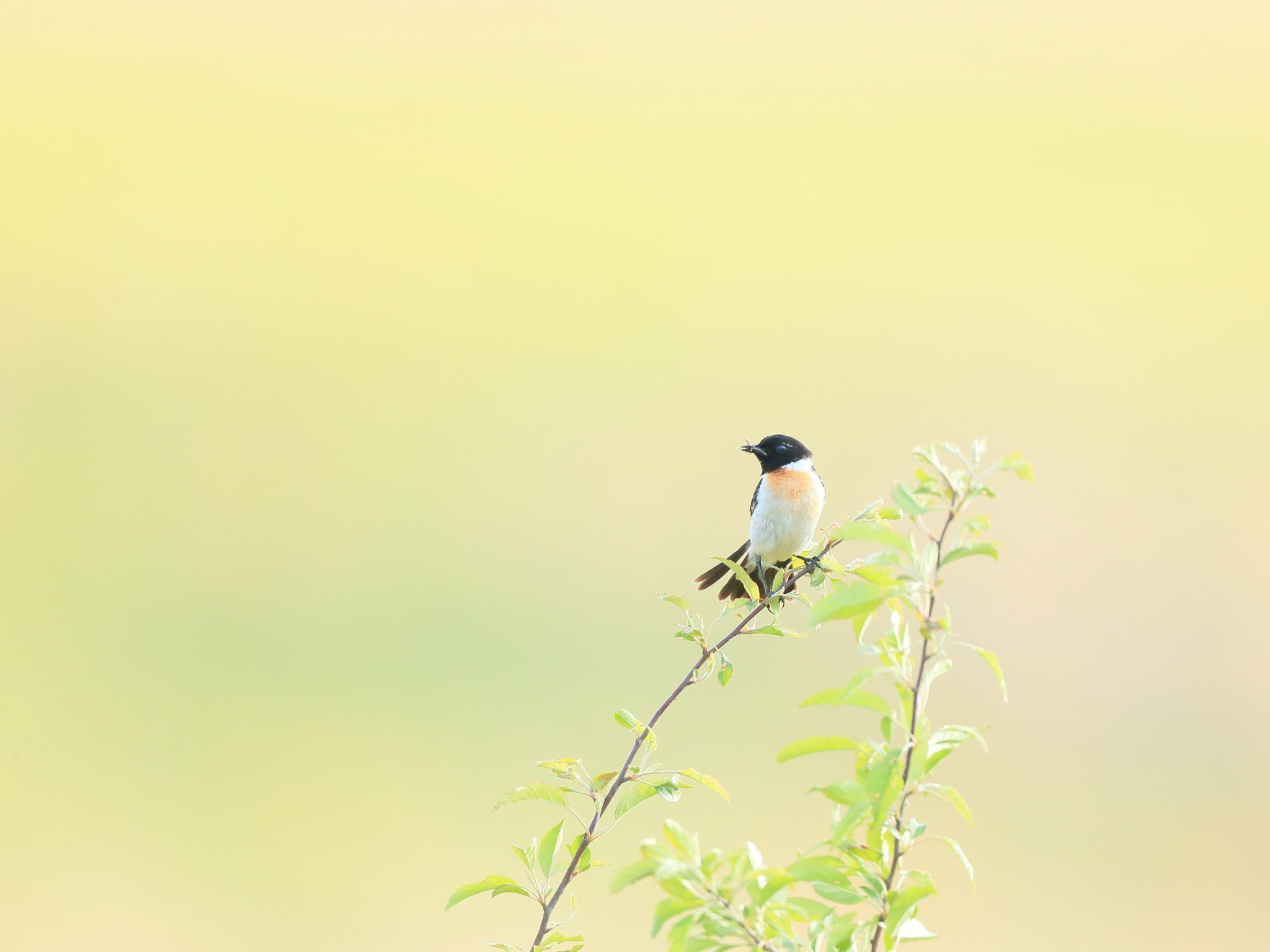 Canon EOS-1D X + Canon EF 800mm F5.6L IS USM sample photo. ノビタキ african stonechat photography