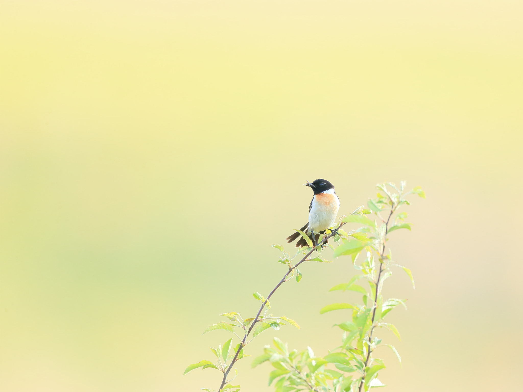 Canon EF 800mm F5.6L IS USM sample photo. ノビタキ african stonechat photography