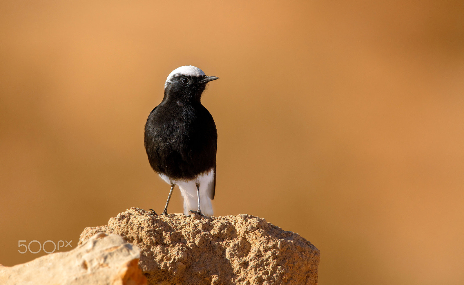 Canon EF 400mm F2.8L IS II USM sample photo. Traquet photography