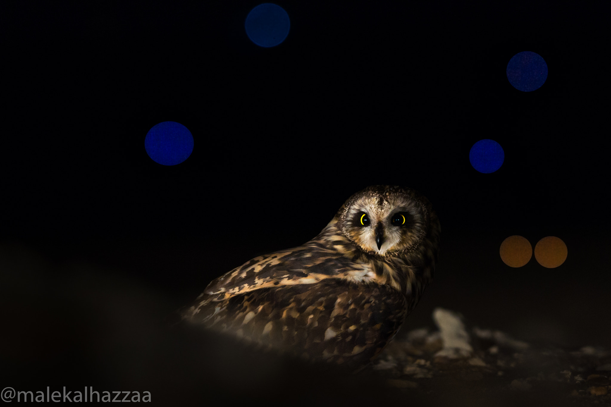 Nikon D4 sample photo. Short-eared owl photography