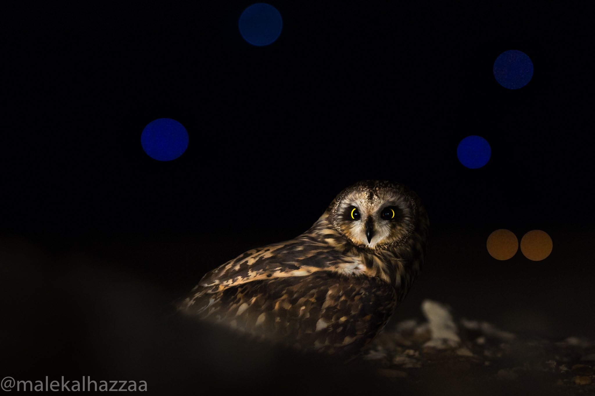 Nikon AF-S Nikkor 200-500mm F5.6E ED VR sample photo. Short-eared owl photography