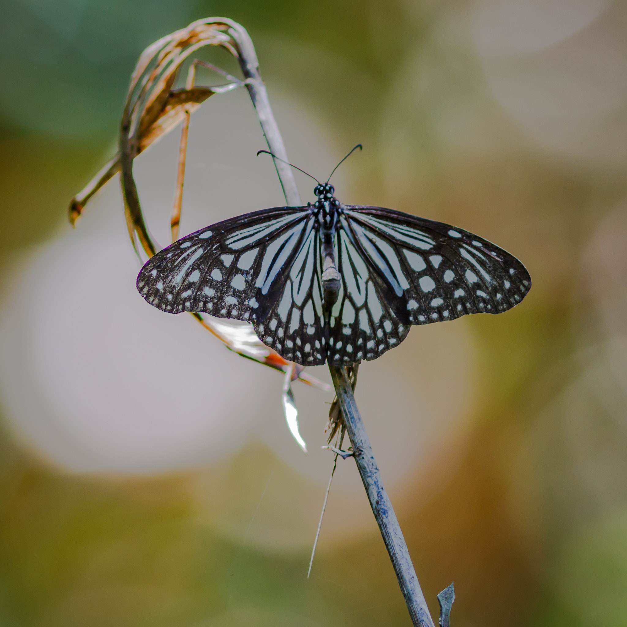 Canon EF 300mm F4L IS USM sample photo. Butterfly photography