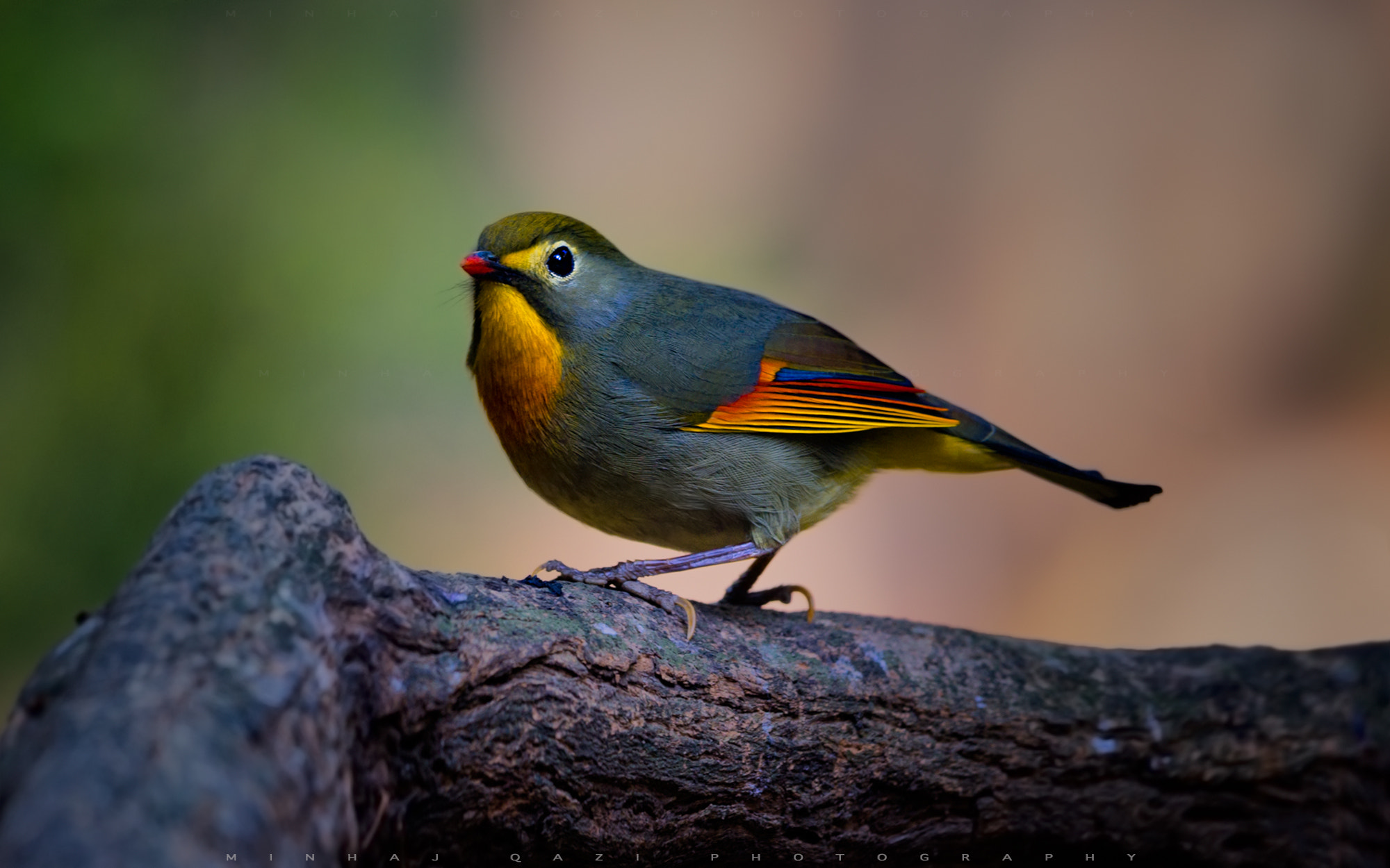 Canon EF 500mm F4L IS II USM sample photo. Red bill leiothrix photography