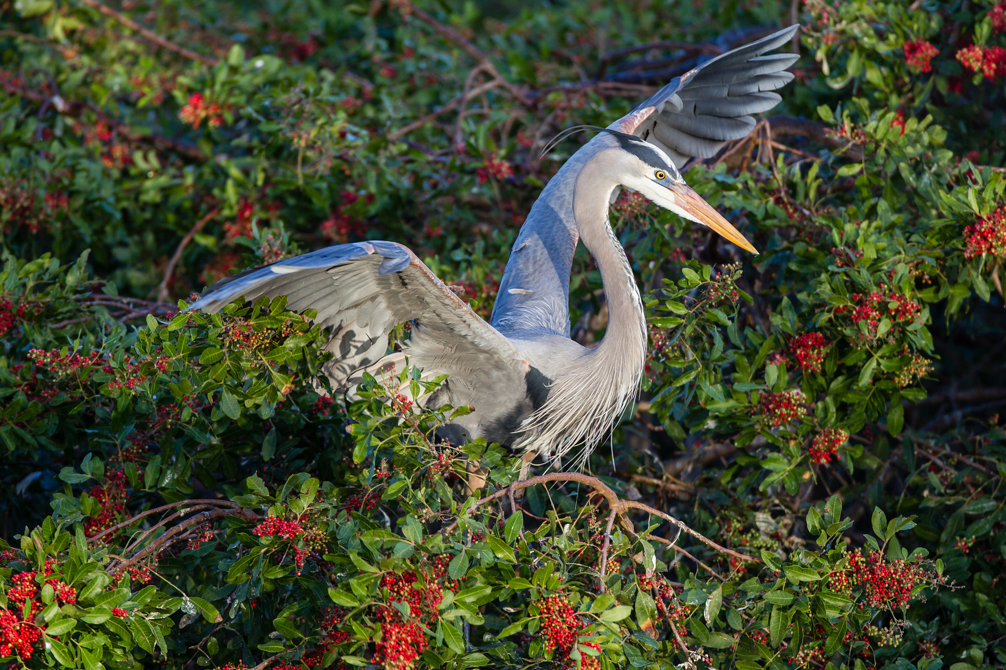 Canon EOS-1D Mark IV sample photo. Great blue heron photography