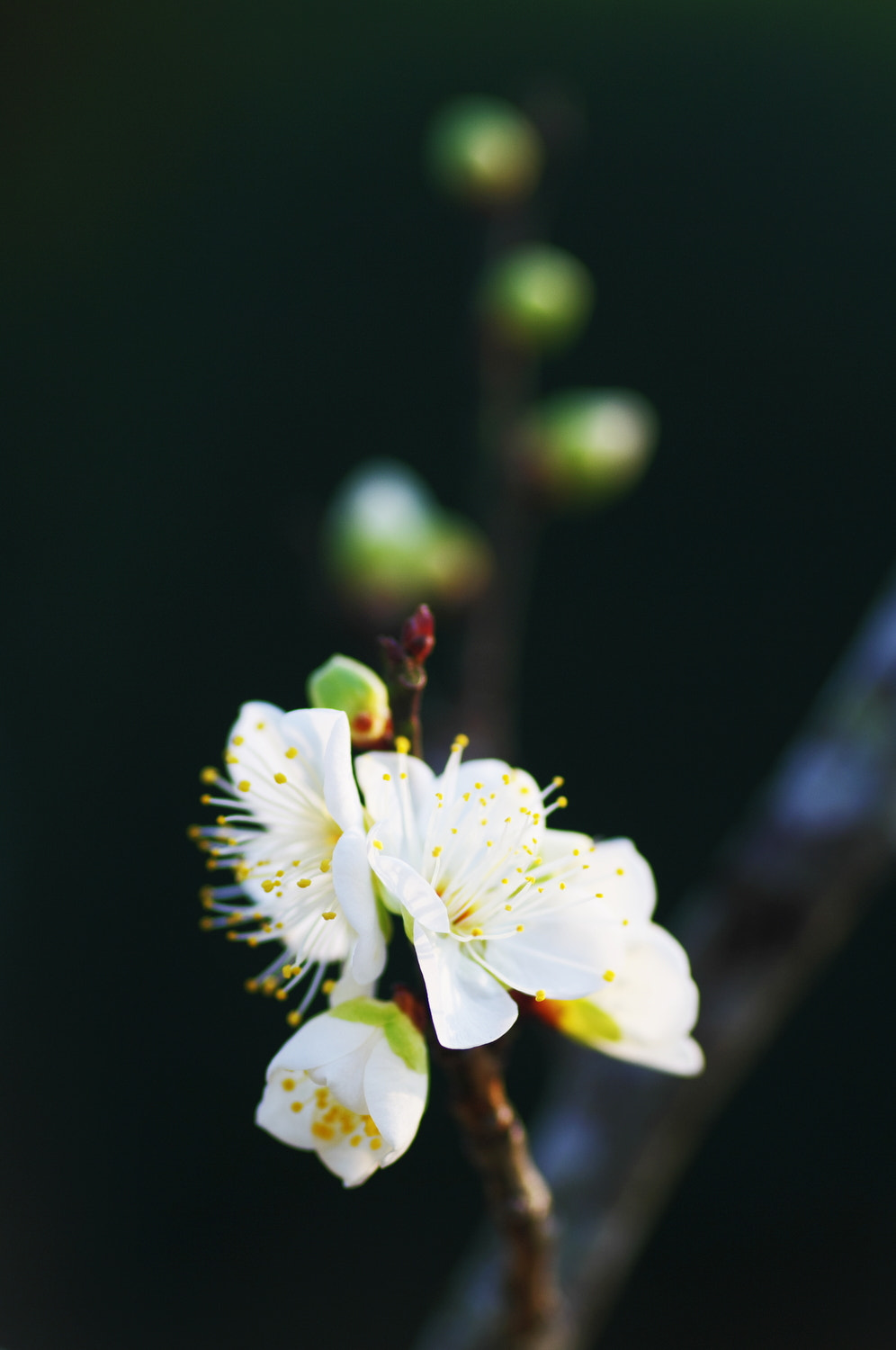 Pentax K20D + Tamron SP AF 90mm F2.8 Di Macro sample photo. Ume photography