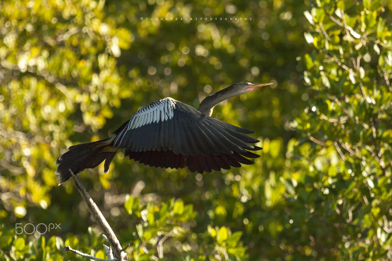 Canon EOS 50D + Canon EF 100-400mm F4.5-5.6L IS USM sample photo. Anhinga photography