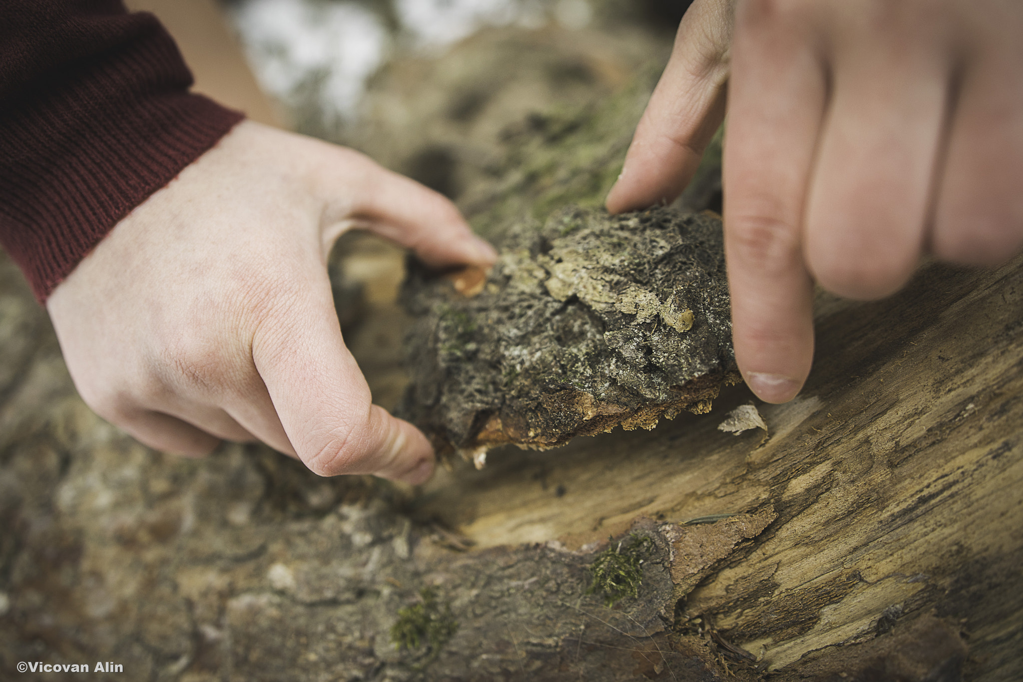 Nikon D3300 + Sigma 18-35mm F1.8 DC HSM Art sample photo. Tree bark photography