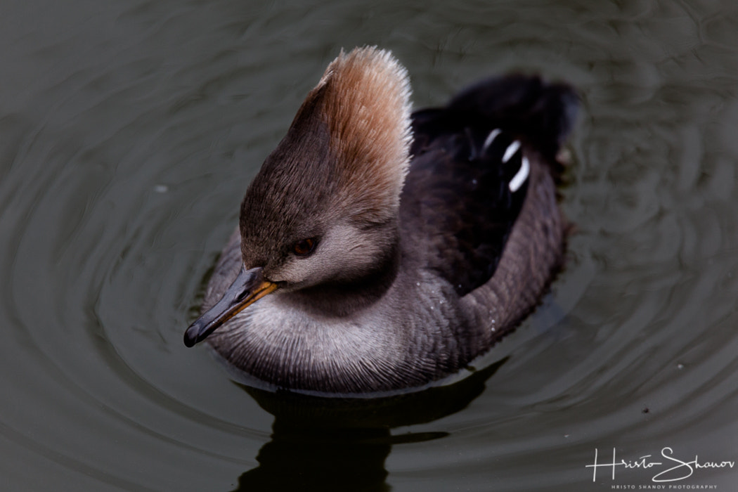 Tamron SP 150-600mm F5-6.3 Di VC USD sample photo. Duck photography