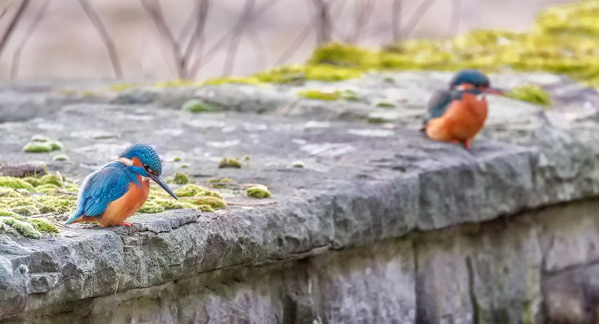 150-600mm F5-6.3 DG OS HSM | Contemporary 015 sample photo. Kingfisher photography