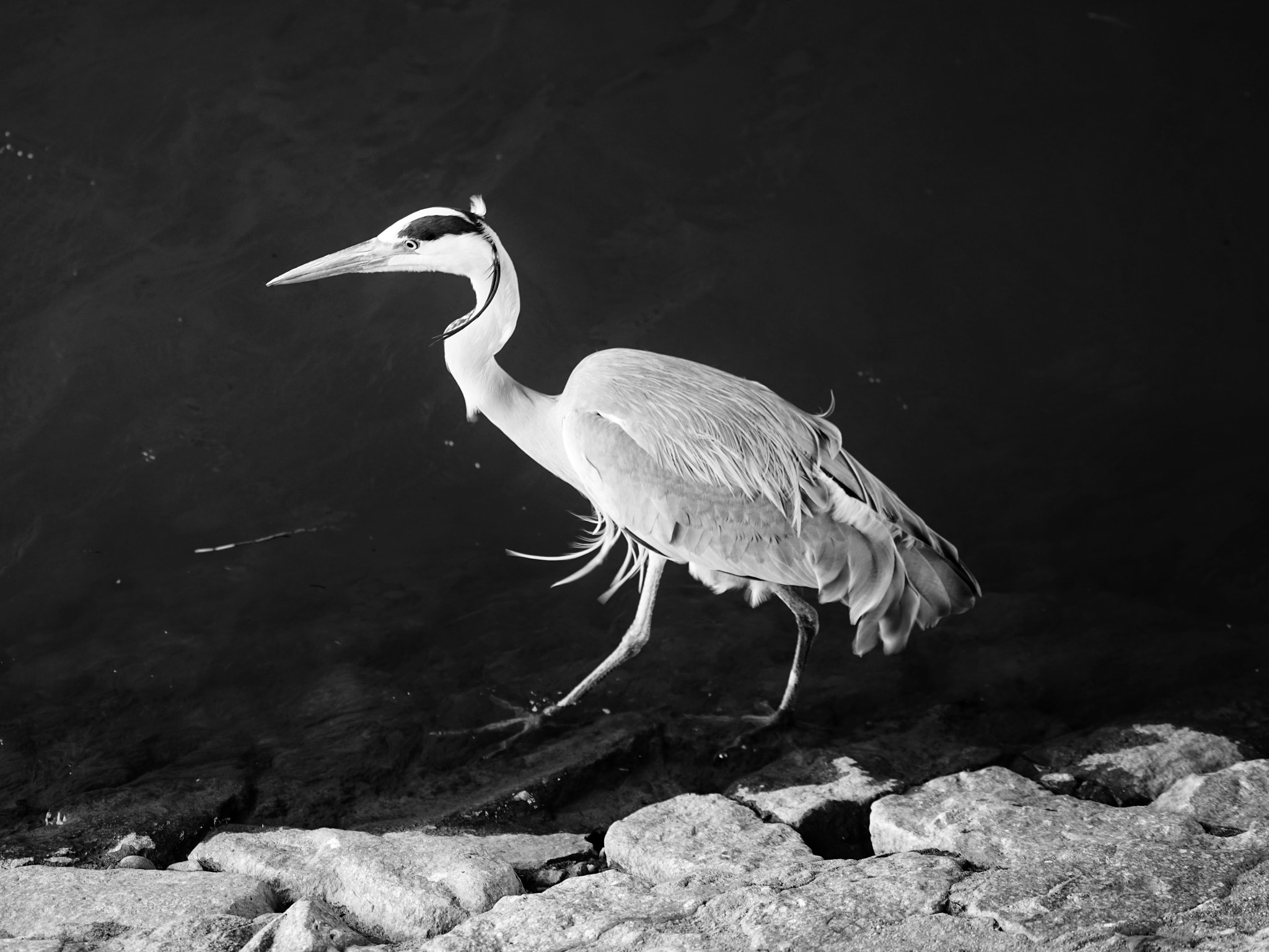 Sony a7R II + Sony FE 70-200mm F4 G OSS sample photo. Walking in the night photography