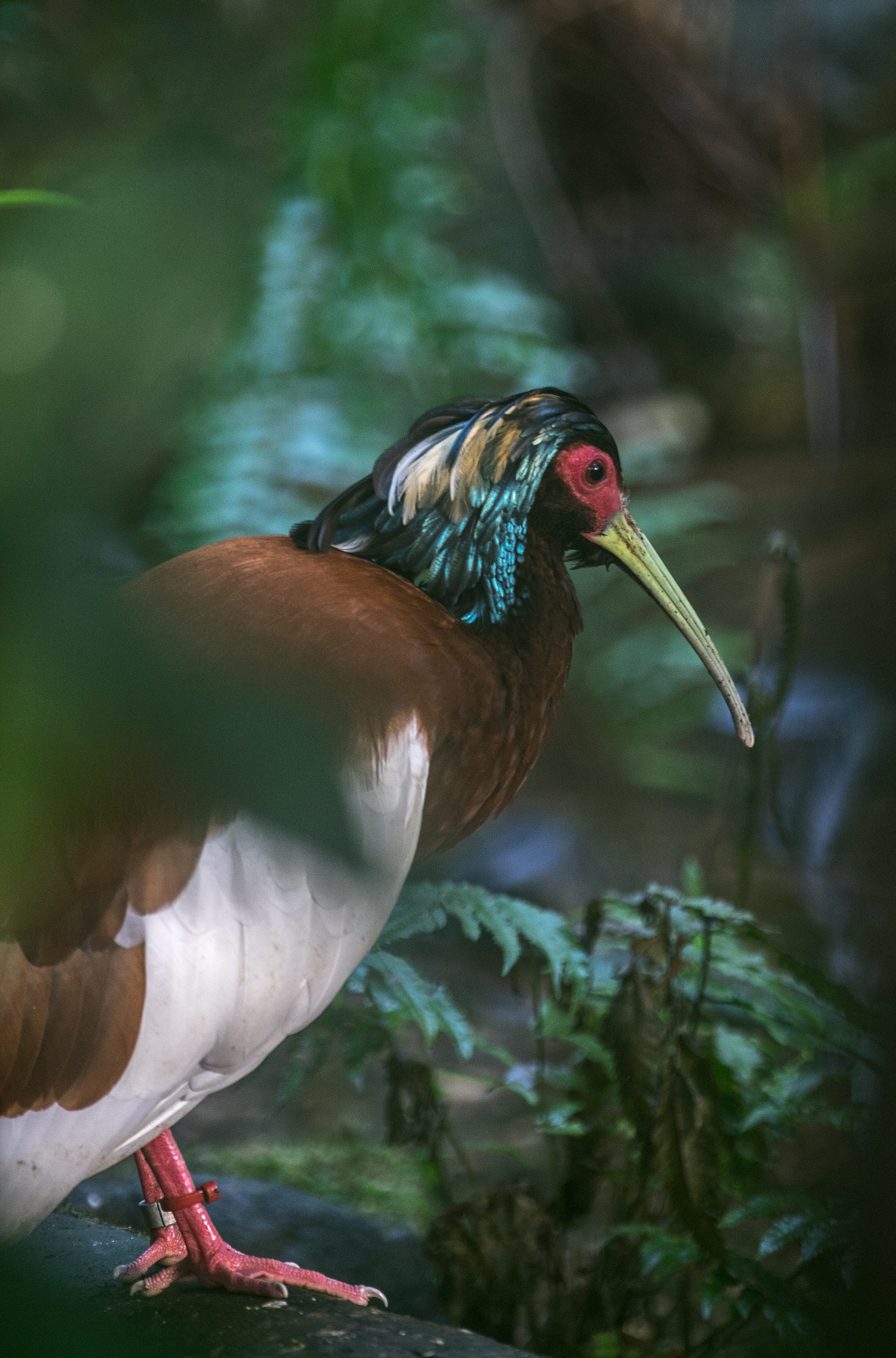 Canon EF 70-200mm F2.8L IS II USM sample photo. Treetops photography
