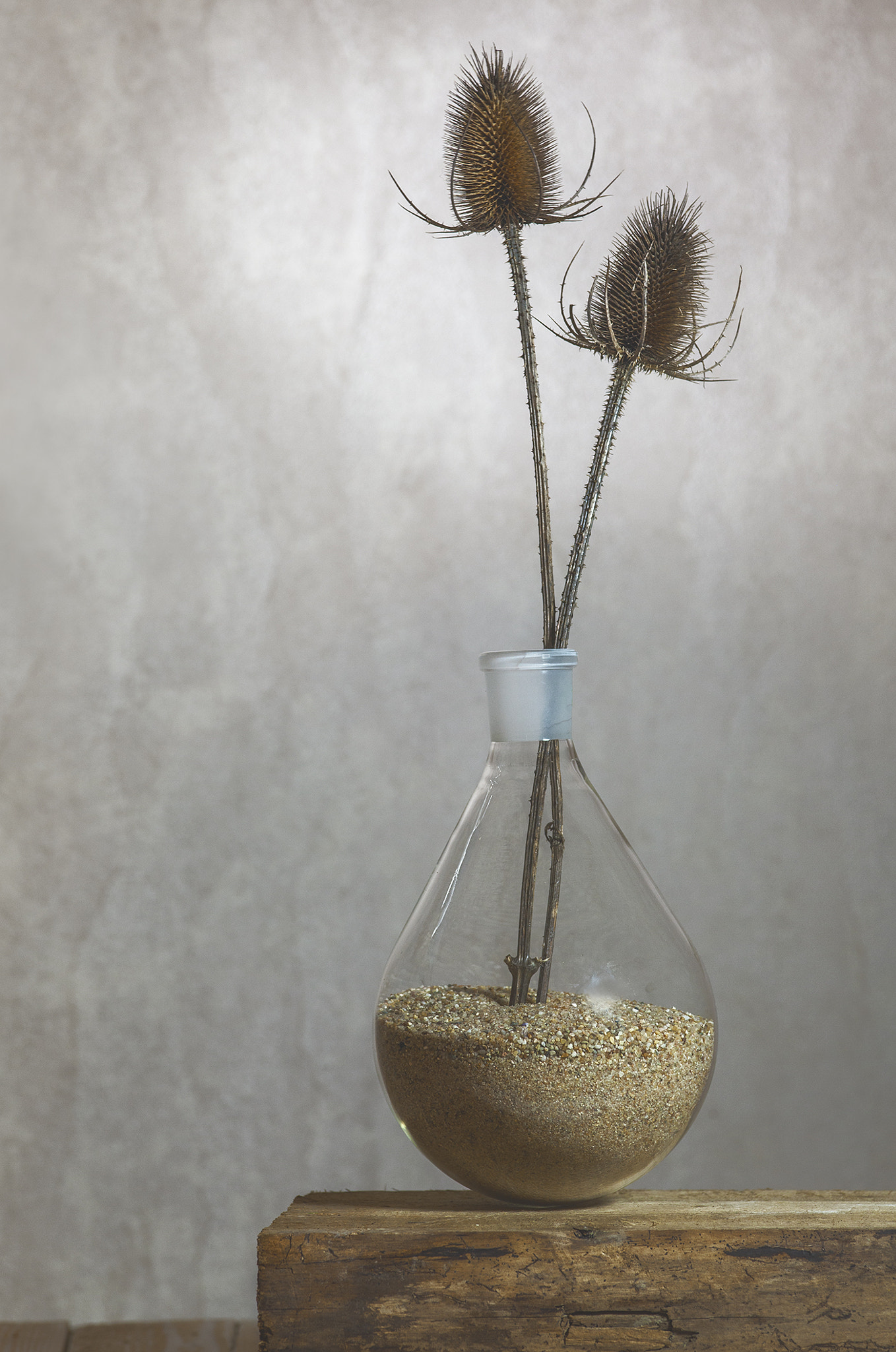 Sigma 105mm F2.8 EX DG Macro sample photo. Thistle in laboratory bottle photography