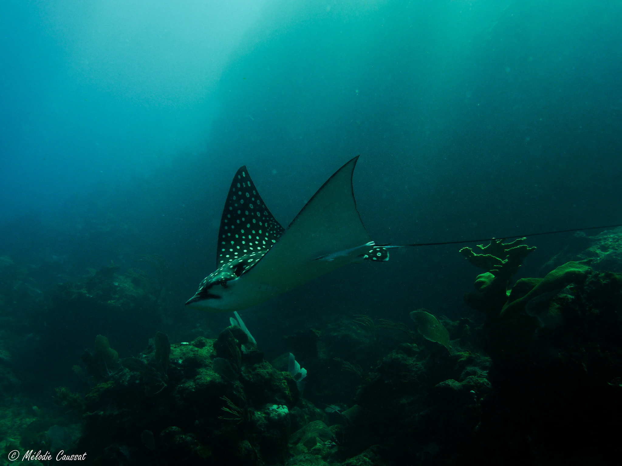 Olympus OM-D E-M10 + OLYMPUS M.9-18mm F4.0-5.6 sample photo. Eagle ray... photography