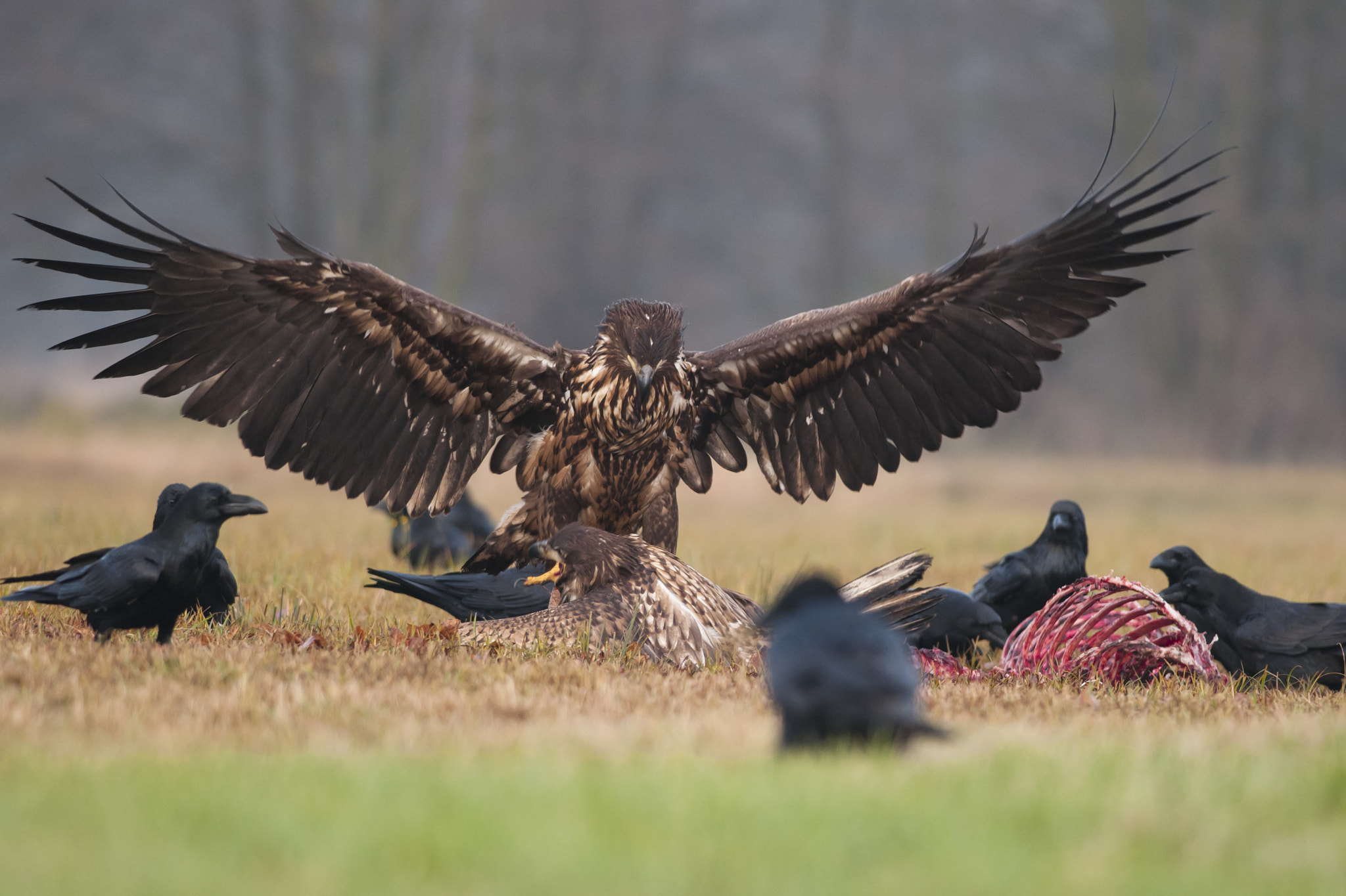 Nikon D300 + Nikon AF-S Nikkor 300mm F4D ED-IF sample photo. The show photography