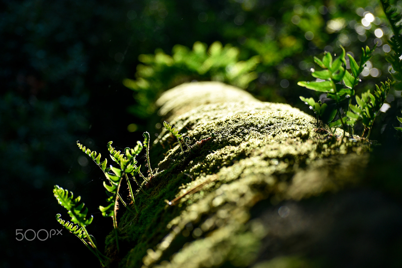 Nikon D5500 sample photo. Tree of life photography